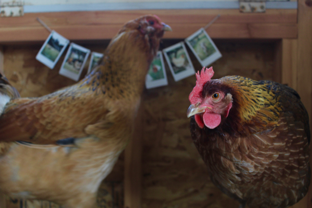 girls on roost.jpg