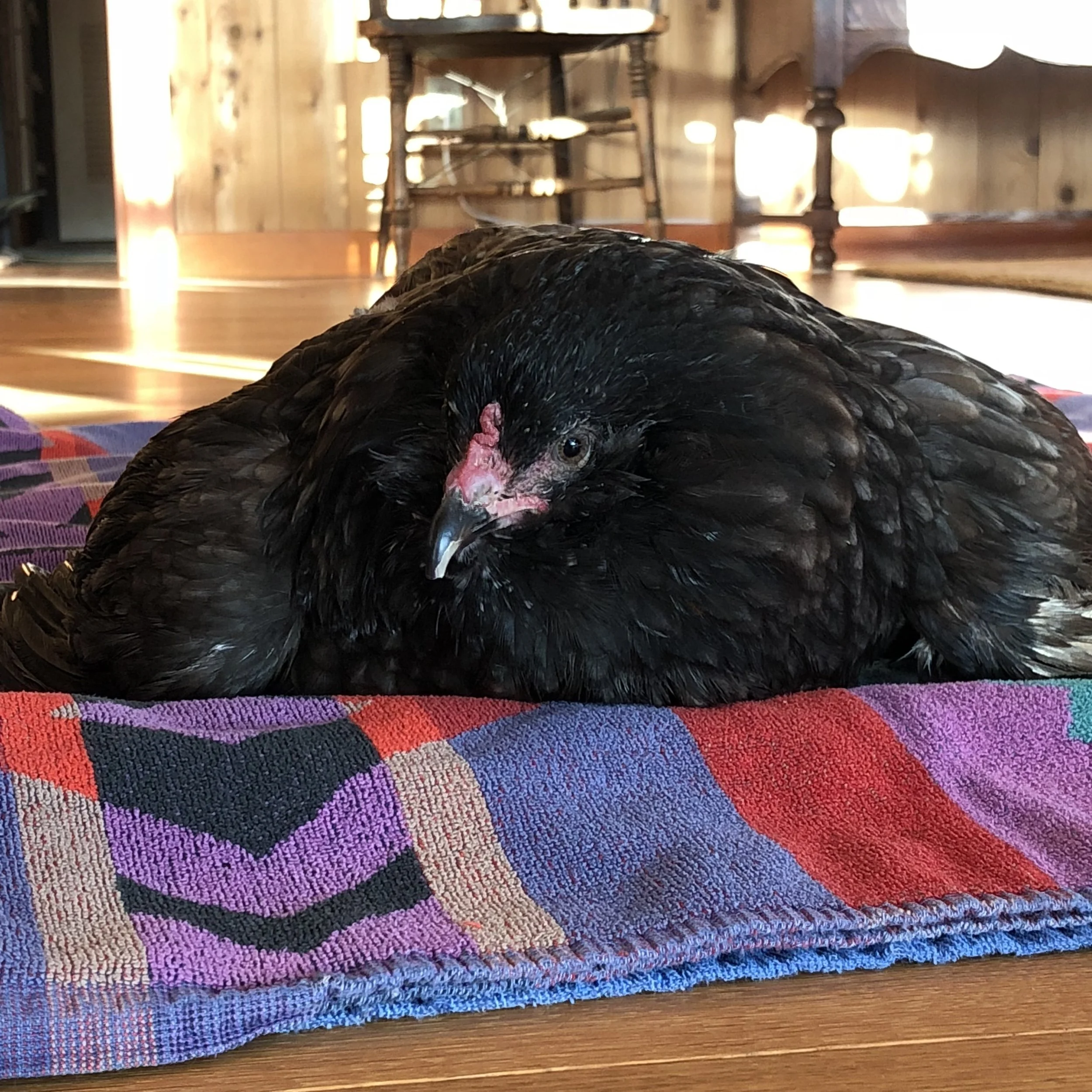 stella after bath.jpg
