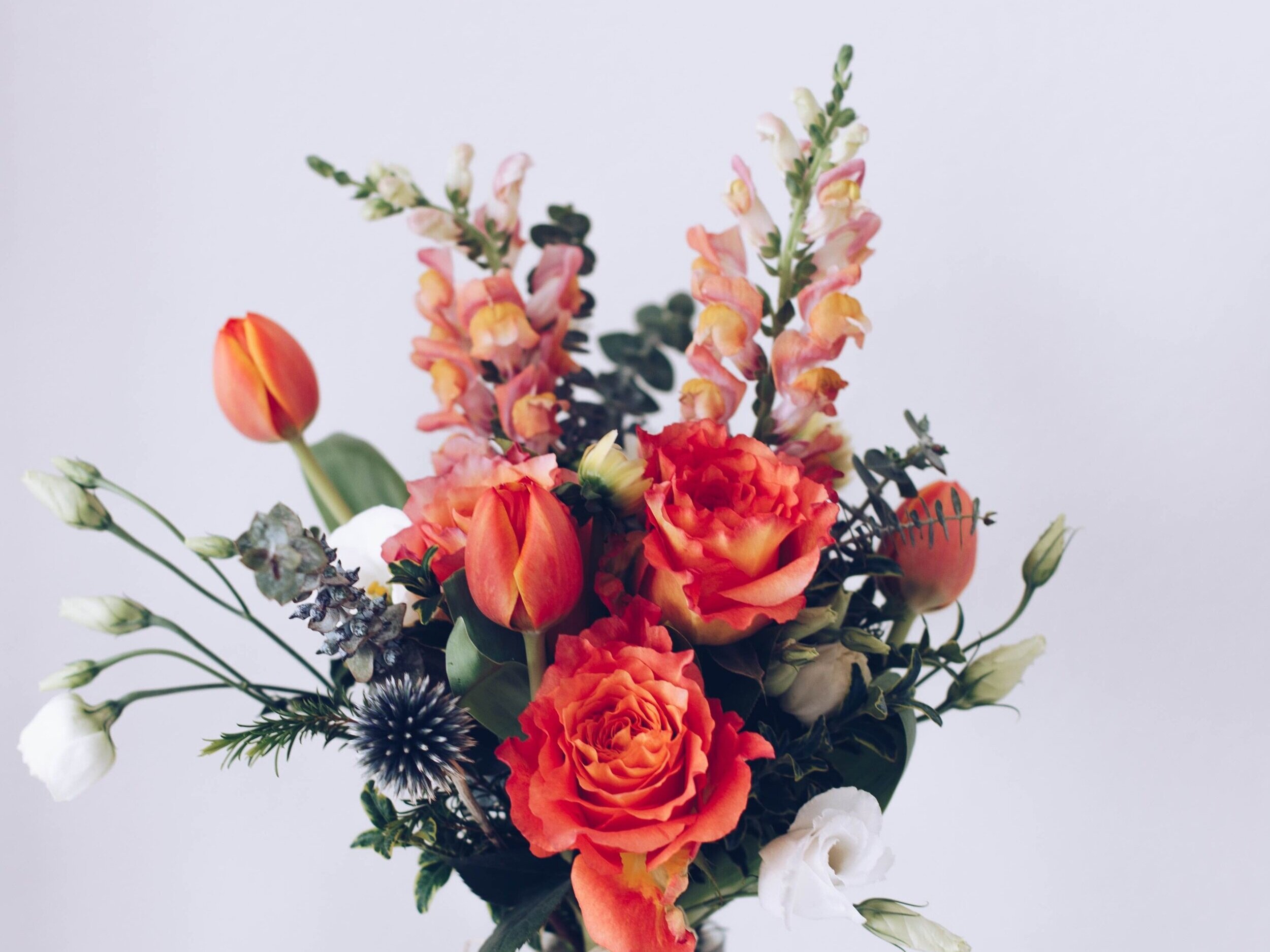 celebrating+plants