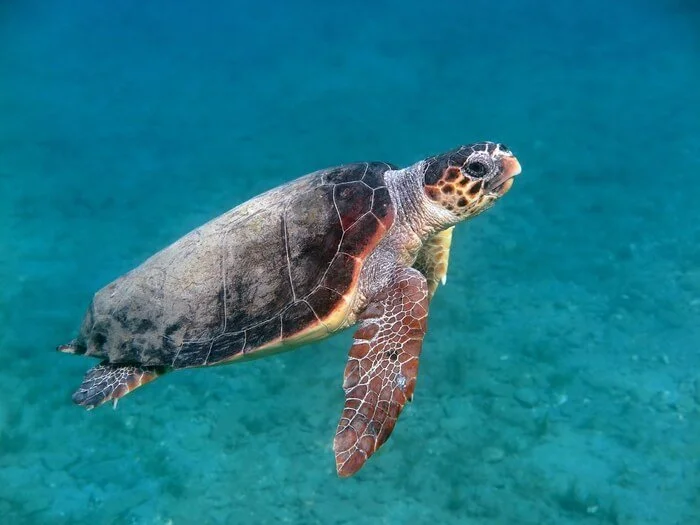 loggerhead.jpeg