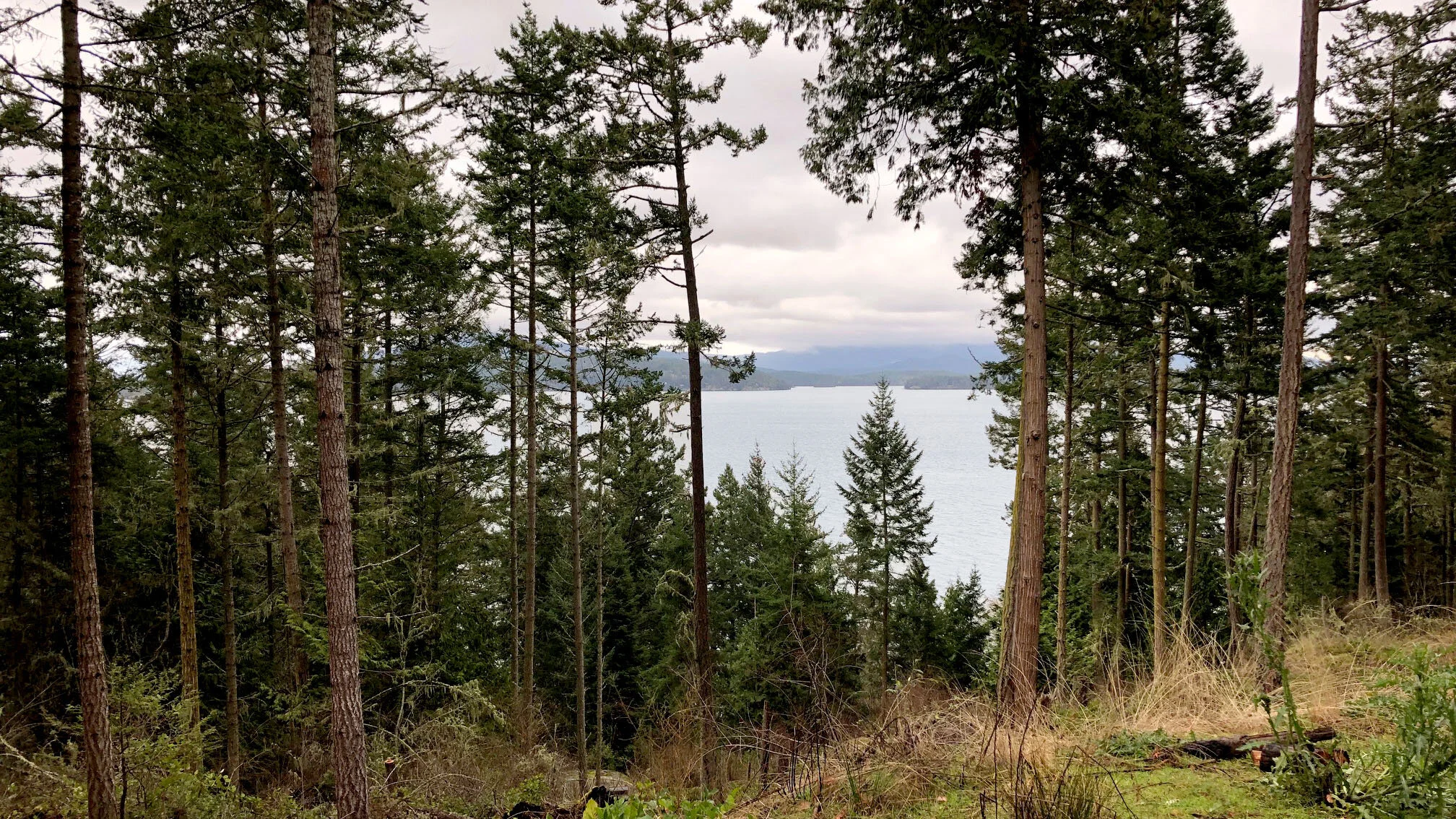 Twin Cedars — Kevin Reeves Architect PLLC