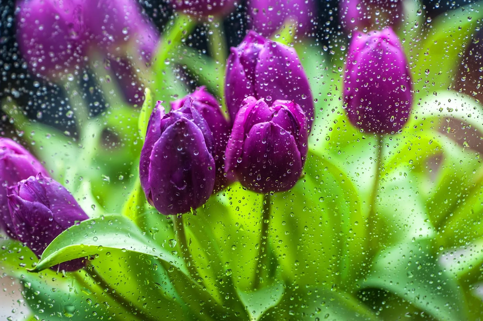Purple-Tulips-Through-The-Rain-116958032_BSP.jpg