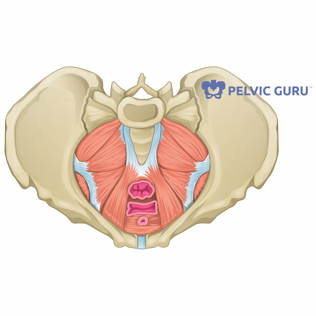 Why Pelvic Floor Physical Therapy New Journey Pt