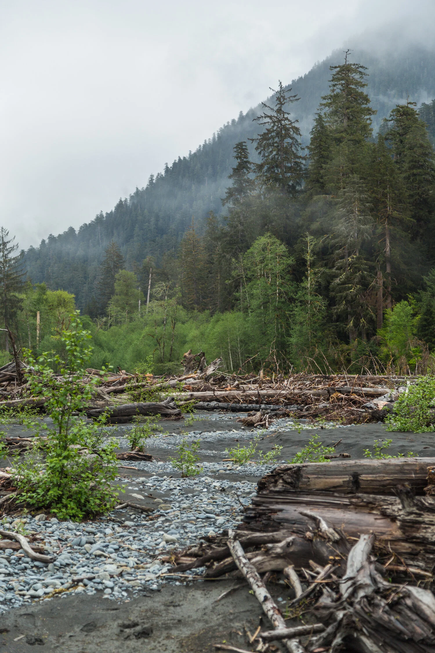 Washington_Hoh-8.jpg
