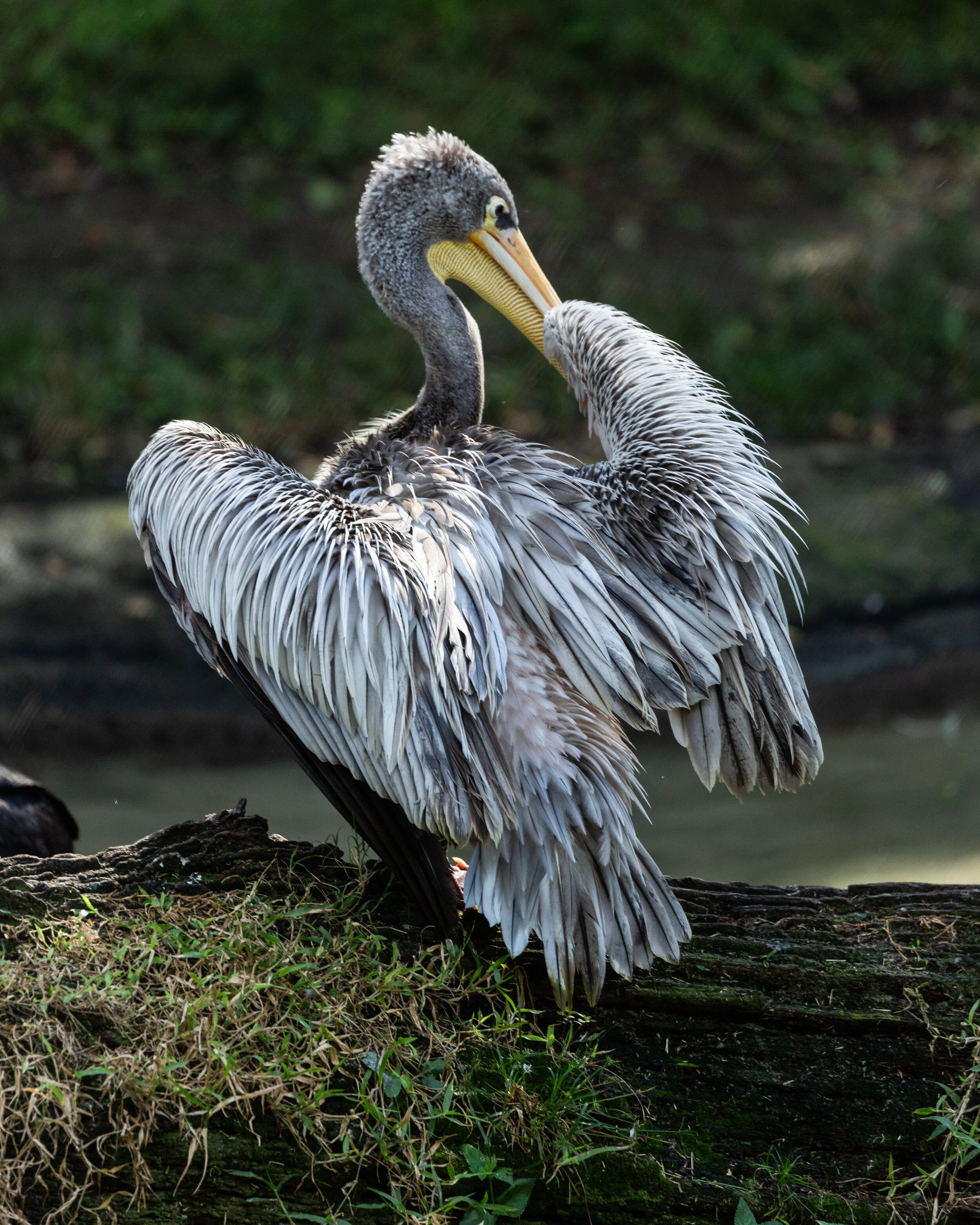 Animal_Kingdom01.jpg