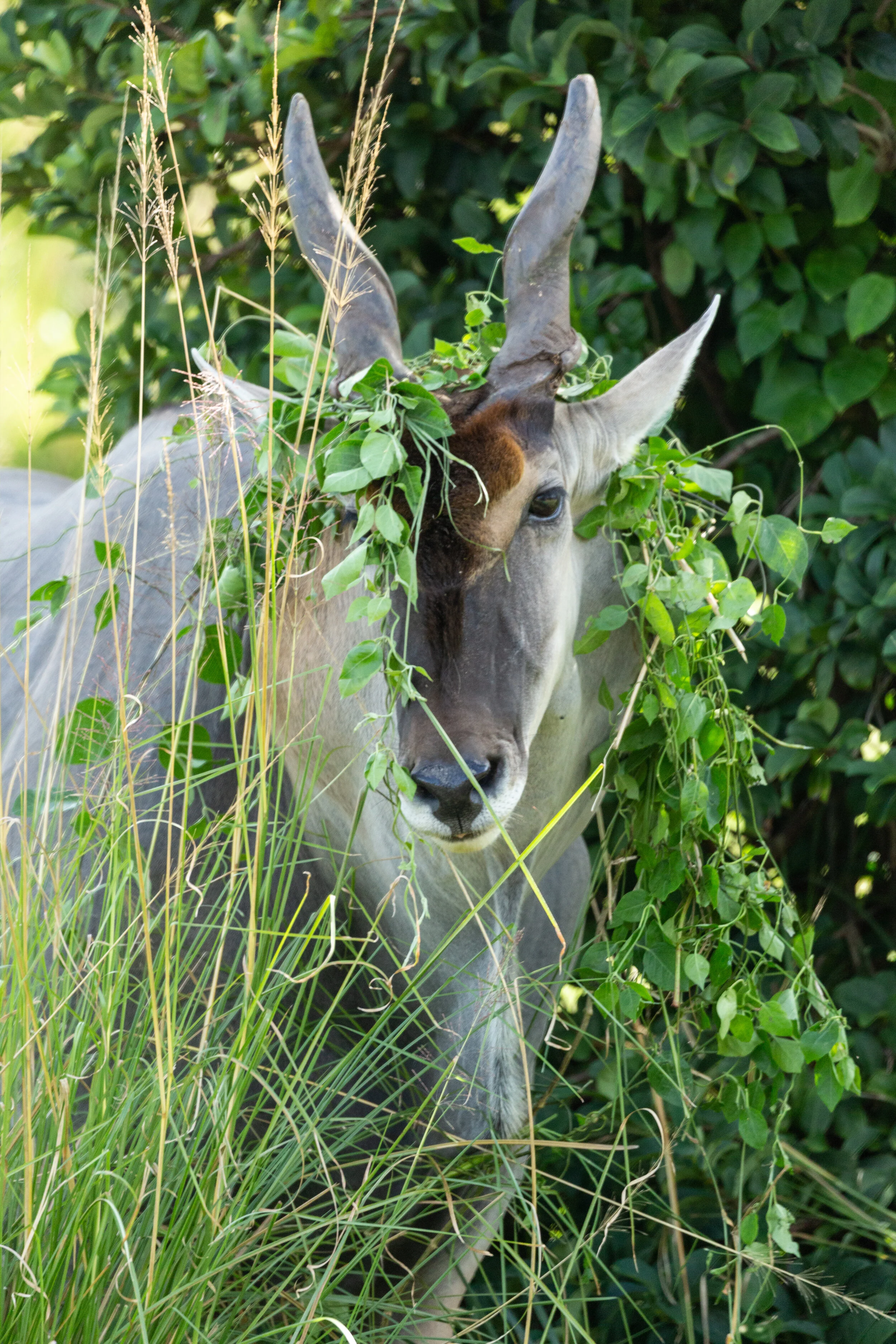 Animal_Kingdom02.jpg