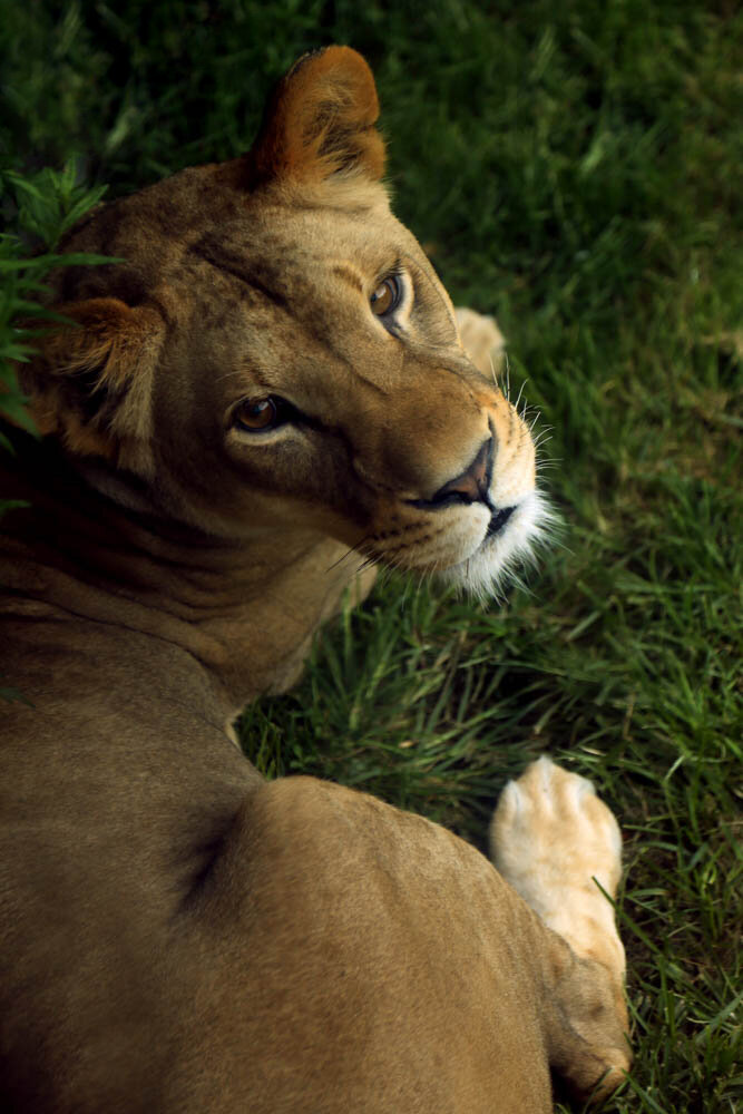 Lioness2.jpg