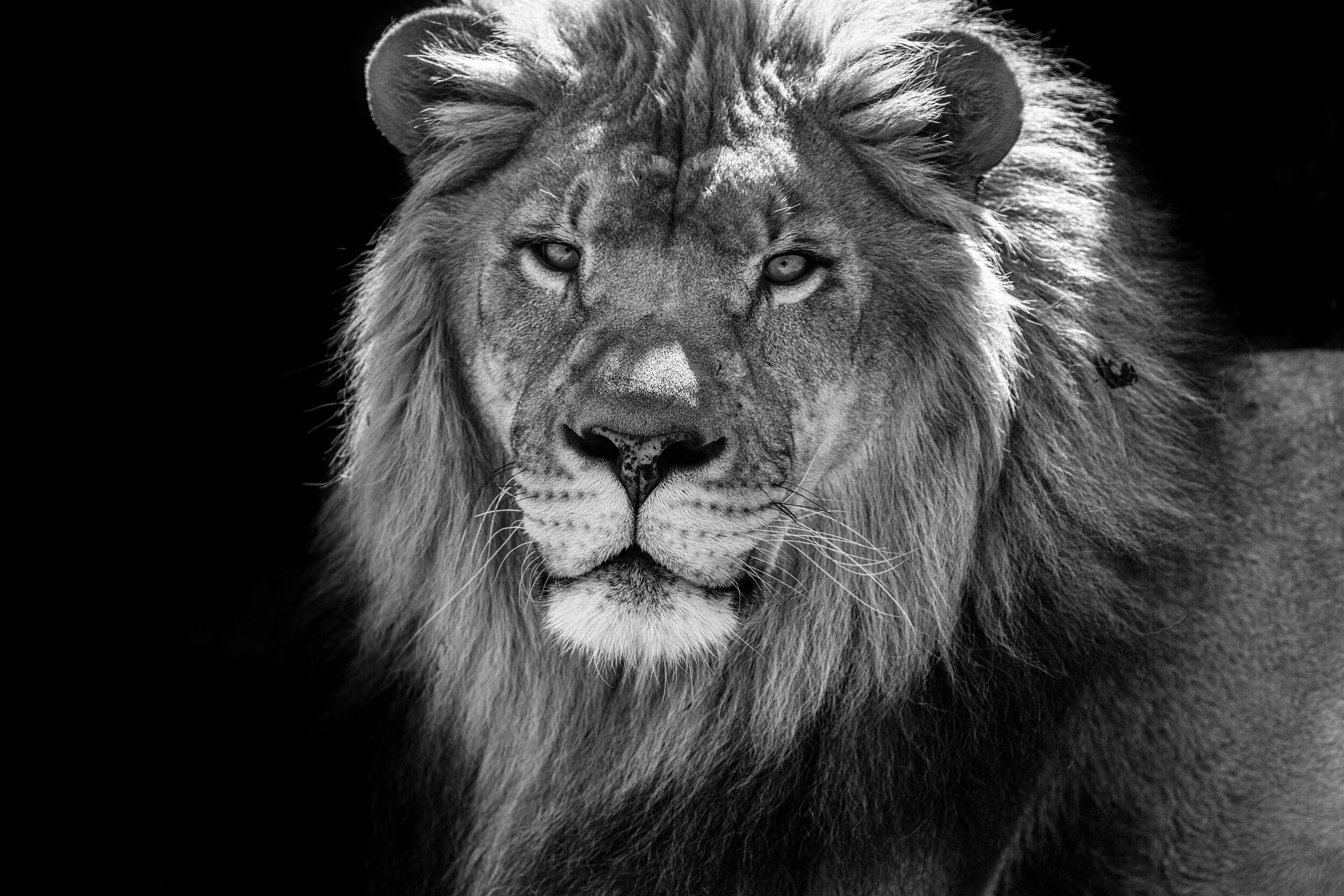 Lion4.jpg