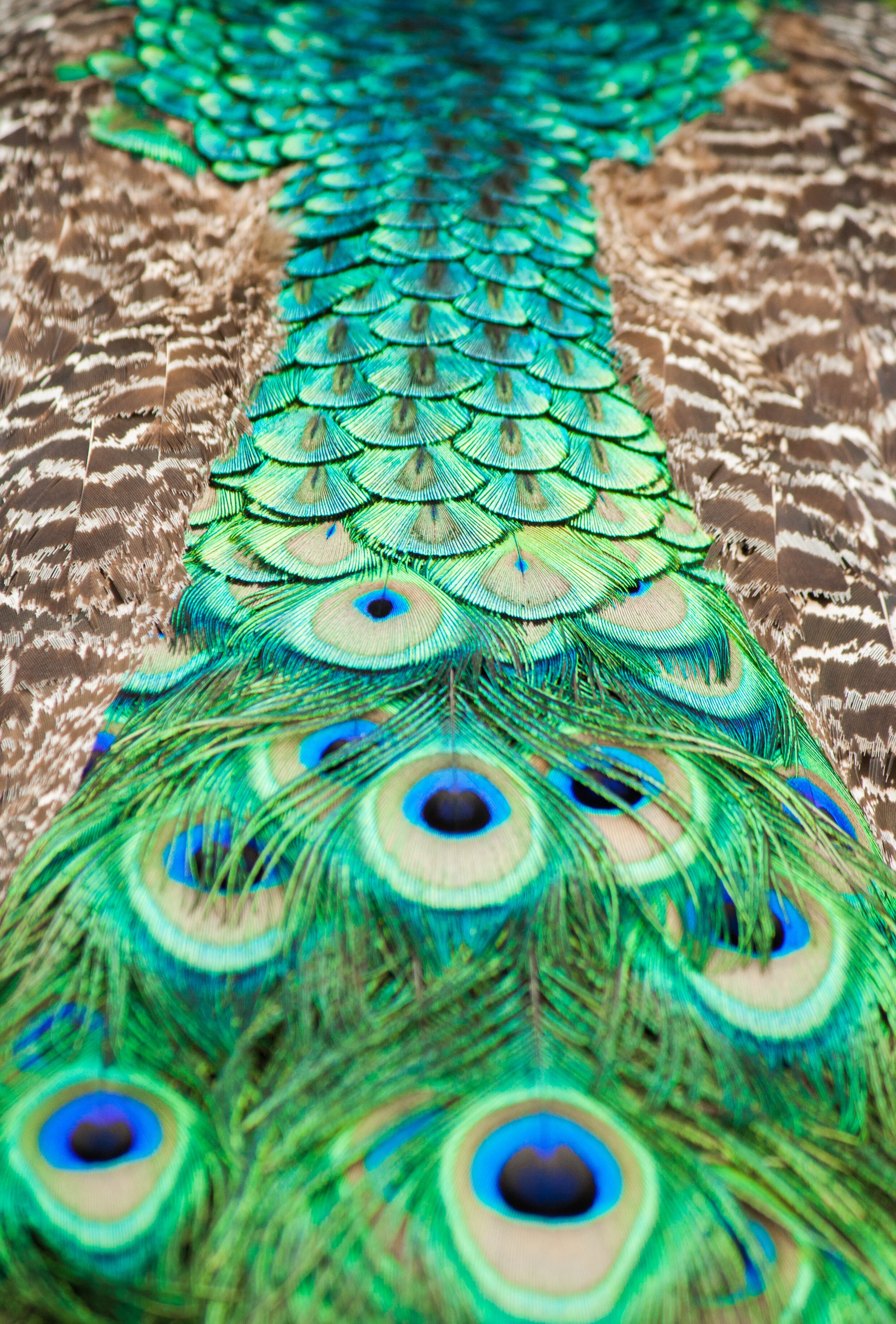 peacock5.jpg