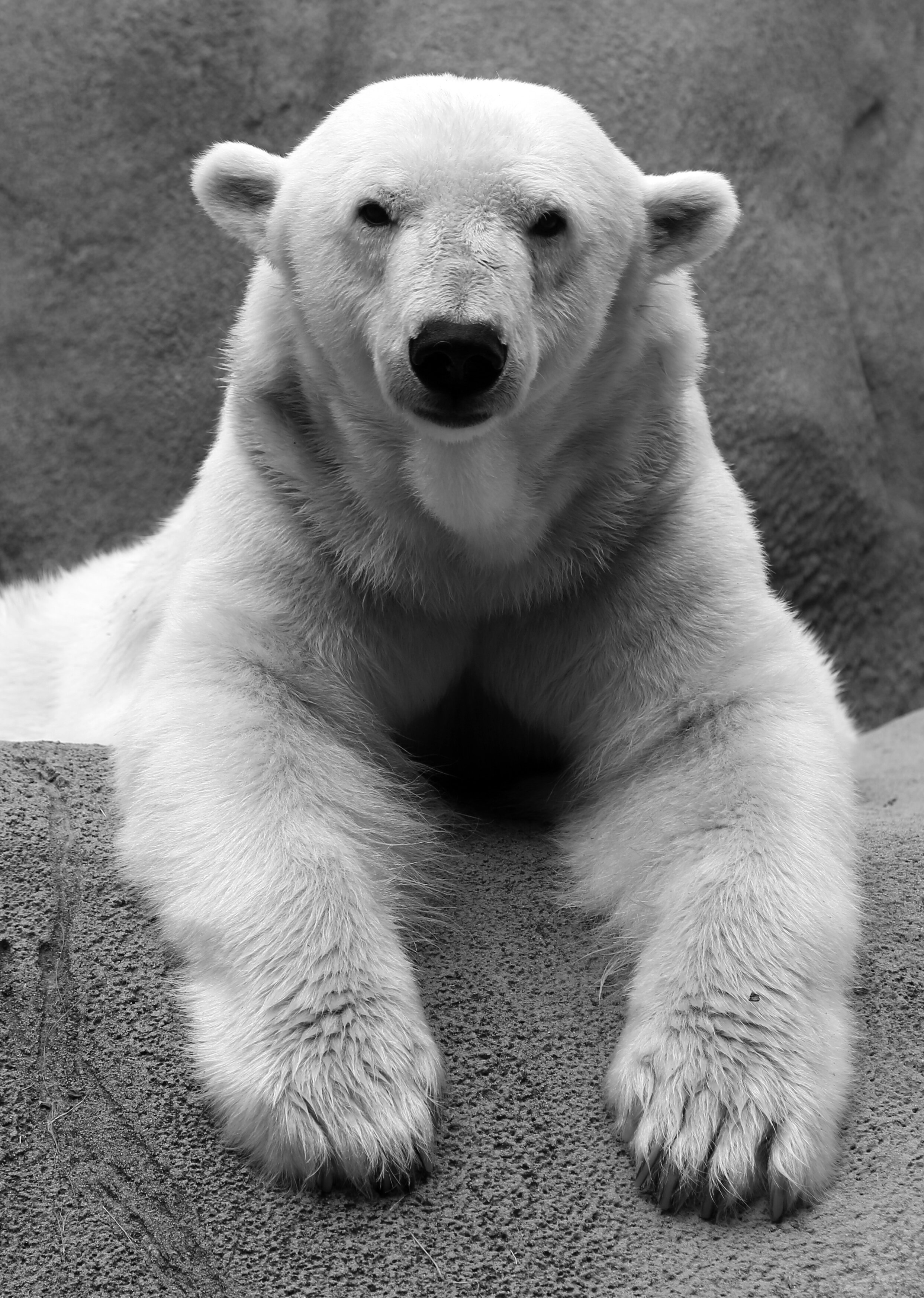 Polar_Bear2.jpg