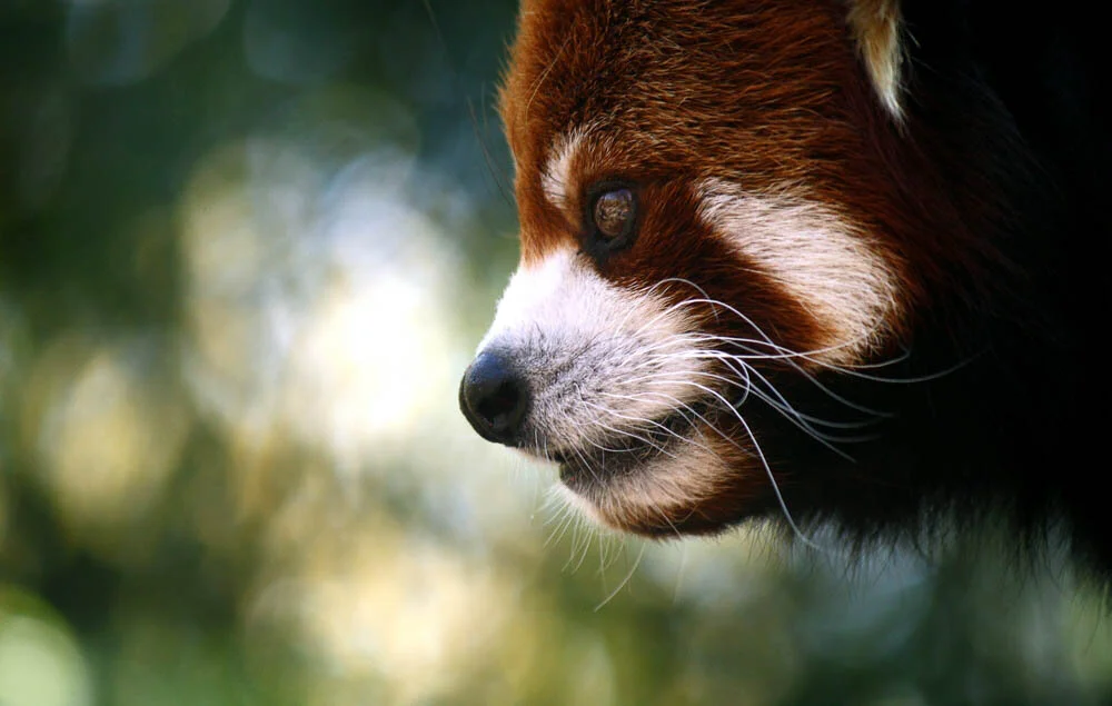 Red_Panda1.jpg