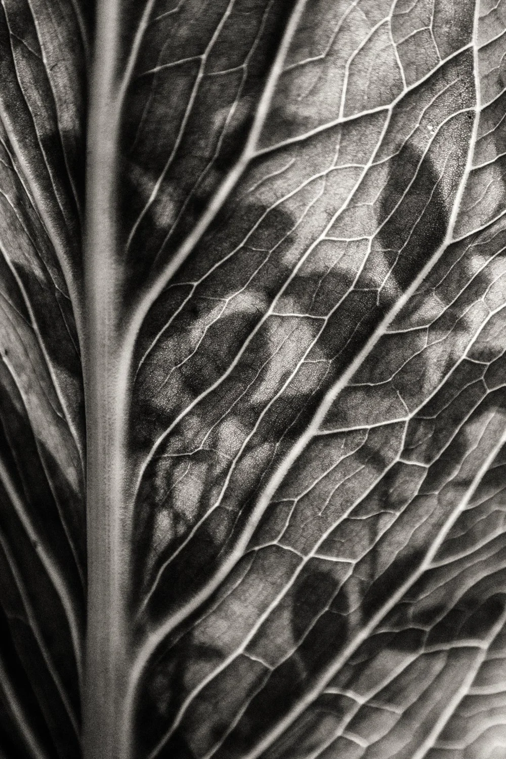 Leaves01.jpg