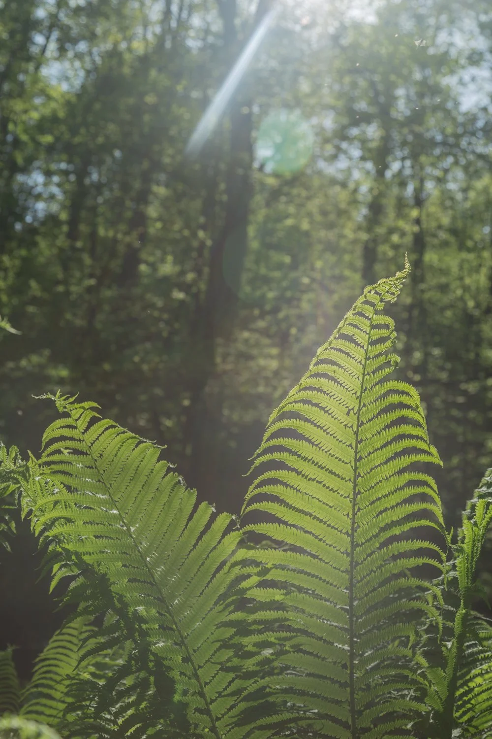 Leaves03.jpg