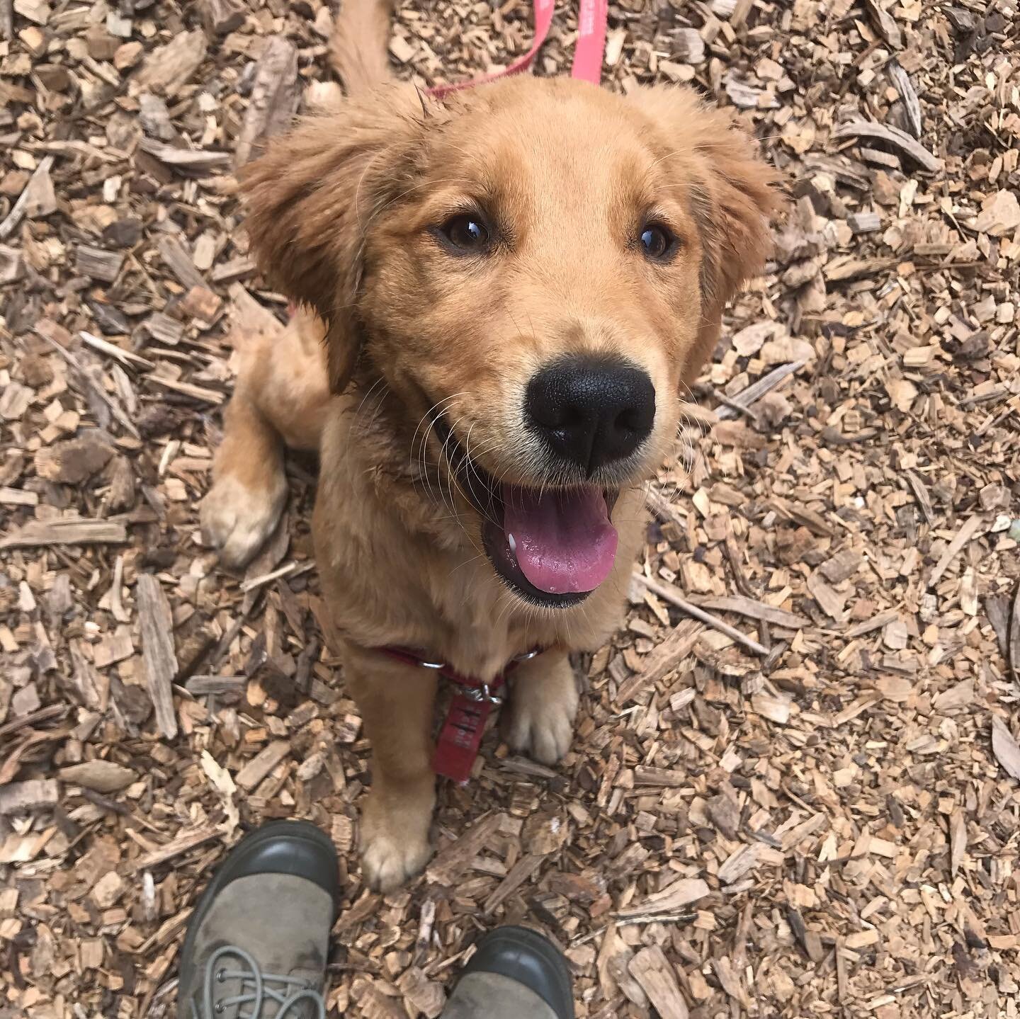 Welcome to the pack Ruby! Ruby attended our puppy socials as a young under vaccinated puppy and is now fully vaccinated and going on walks with her own pack of friends! #dogwalker #dogsofinstagram #gooddog #goldenretriever #dogfriends #dogpark