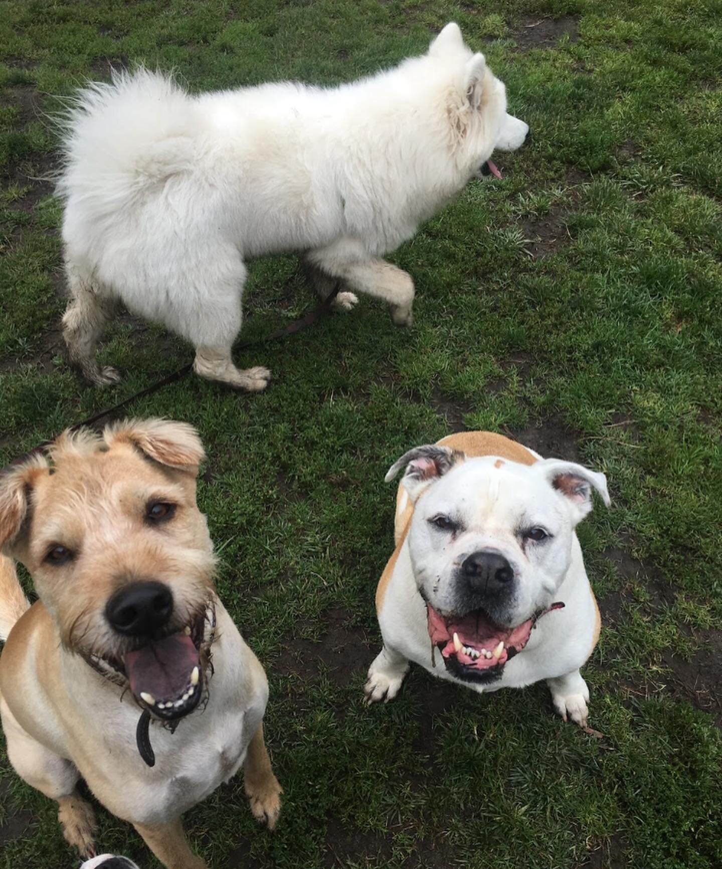 Here are some happy dog faces excited to be back walking with their friends on a Monday #dogwalker #dogsofinstagram #gooddogs #puppiesofinstagram #fetch #sit #dogsofsanfrancisco