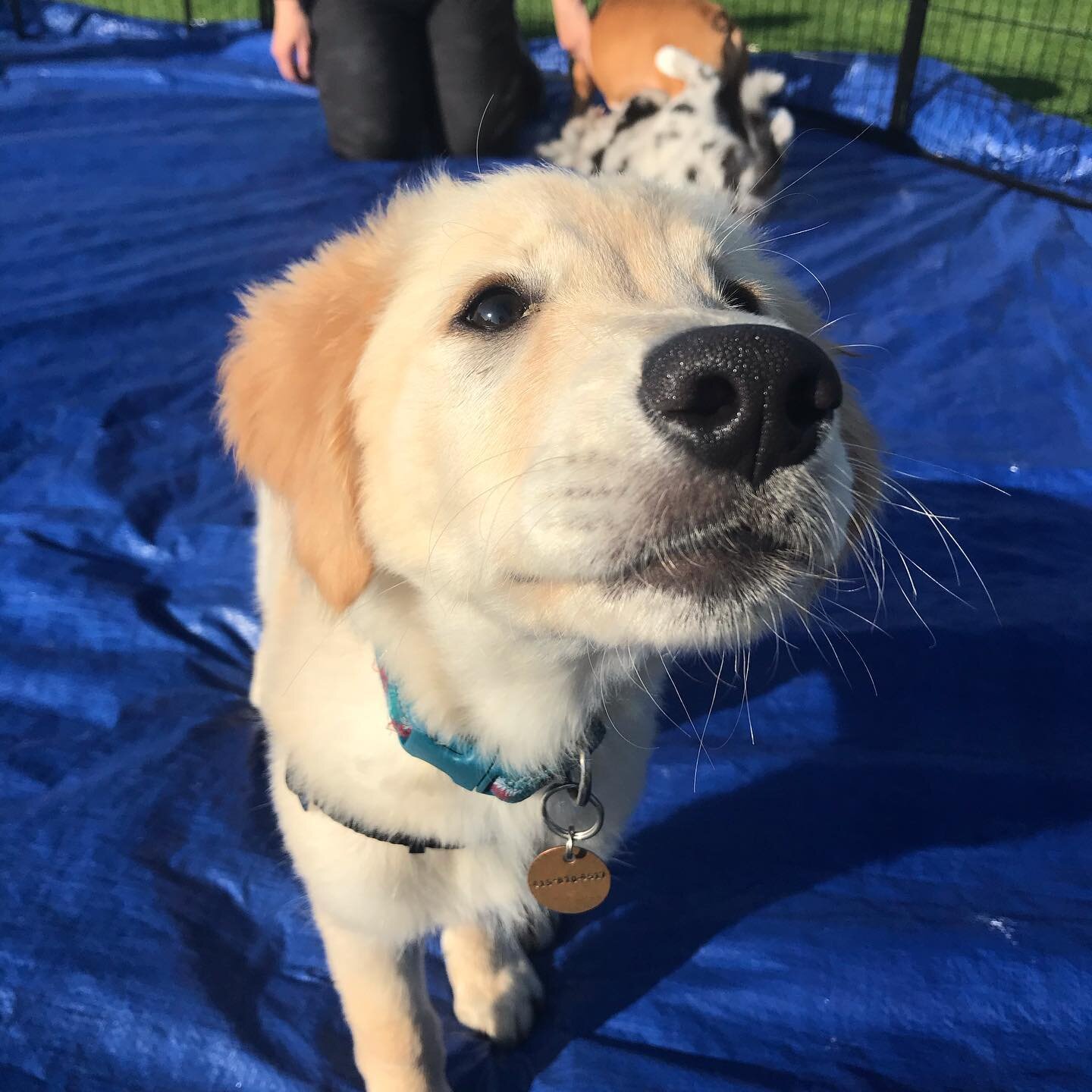 Here are some photos from last fridays puppy social that we do every Friday from 4:30-6:30, scroll for some photos of some of our adult crews on their walks #dogwalker #puppiesofinstagram #dogsofinstagram #gooddogs #puppysocialization #puppytraining 