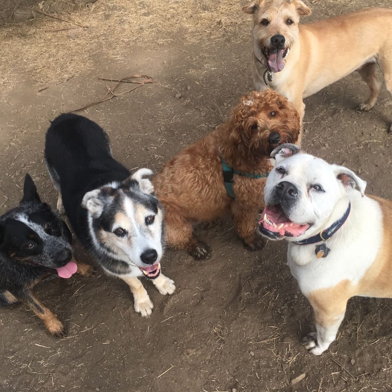 All these kiddos are so excited that it&rsquo;s Monday! We&rsquo;re back walking and adventuring in the park 🐶💕🐶 #dogwalker #dogsofinstagram #dogpark #sfwomanowned #dogsofsanfrancisco