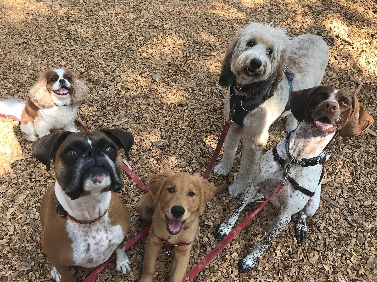 Here are some photos from the week so far, scroll to see Zepplin on a big pile of sticks 😂🥰🐶💕 #dogwalker #dogsofinstagram #gooddogs #dogpack #dogpark #dogfriends #doodle #boxer #goldenretriever #cavalierkingcharlesspaniel #pointer