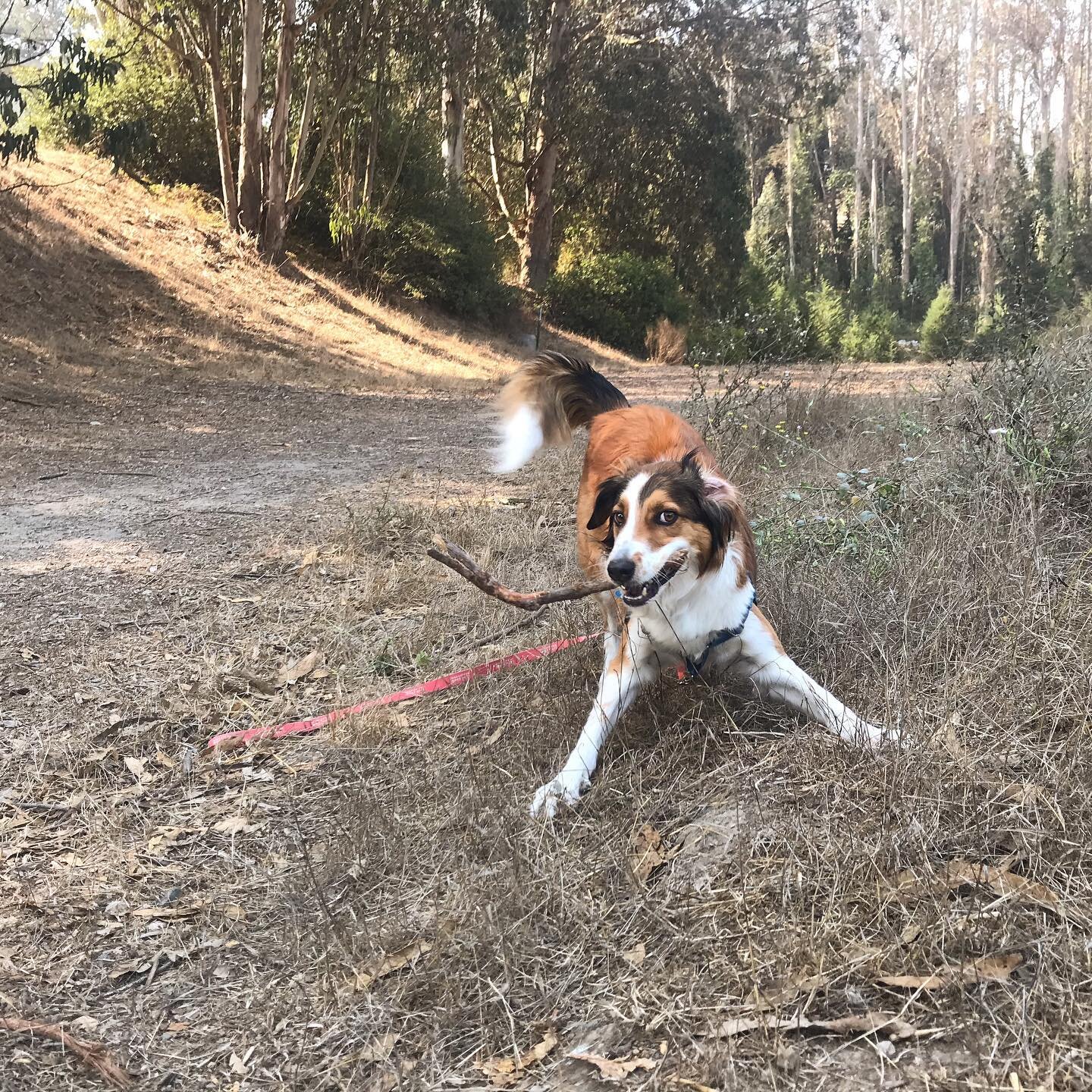 Here is a post featuring some of our Presidio route dogs out at the park and ready to play 💕🐶✨ #dogsofinstagram #dogsofsanfrancisco #traildog #fetch #chuckitball #gooddogs