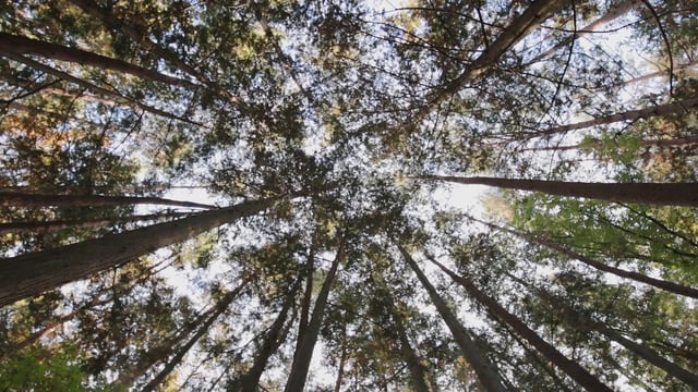 A day in the KEES Forest