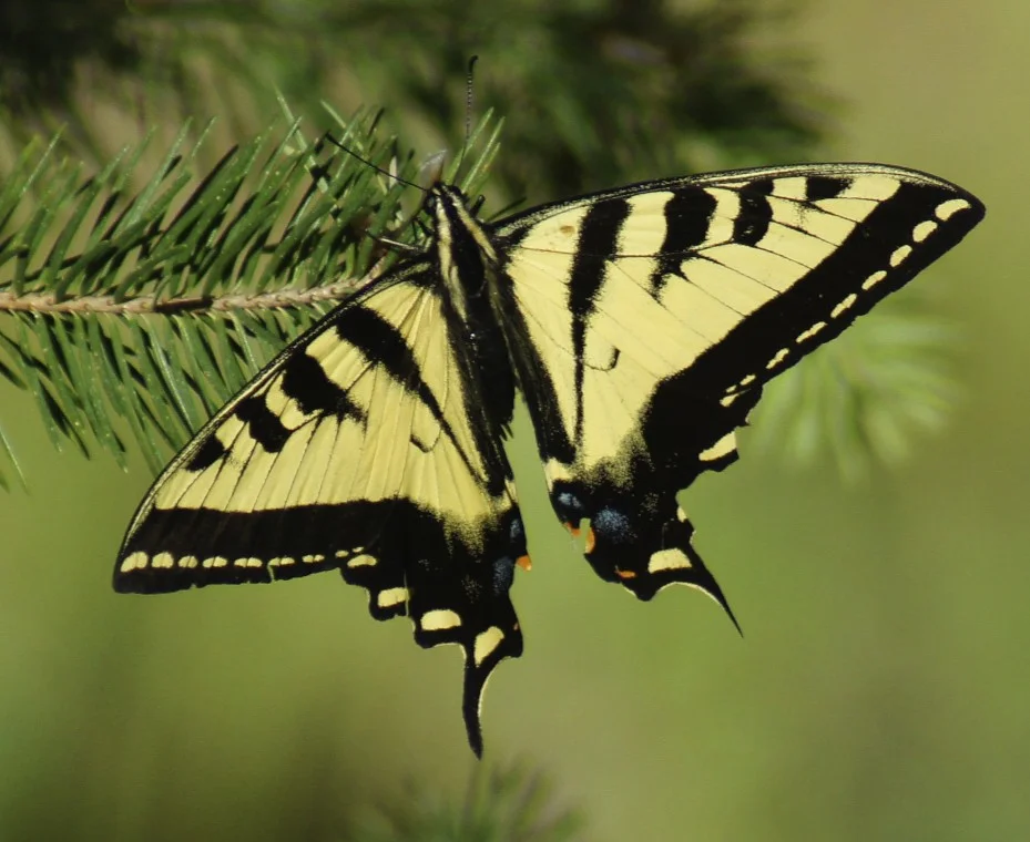 butterfly.jpg