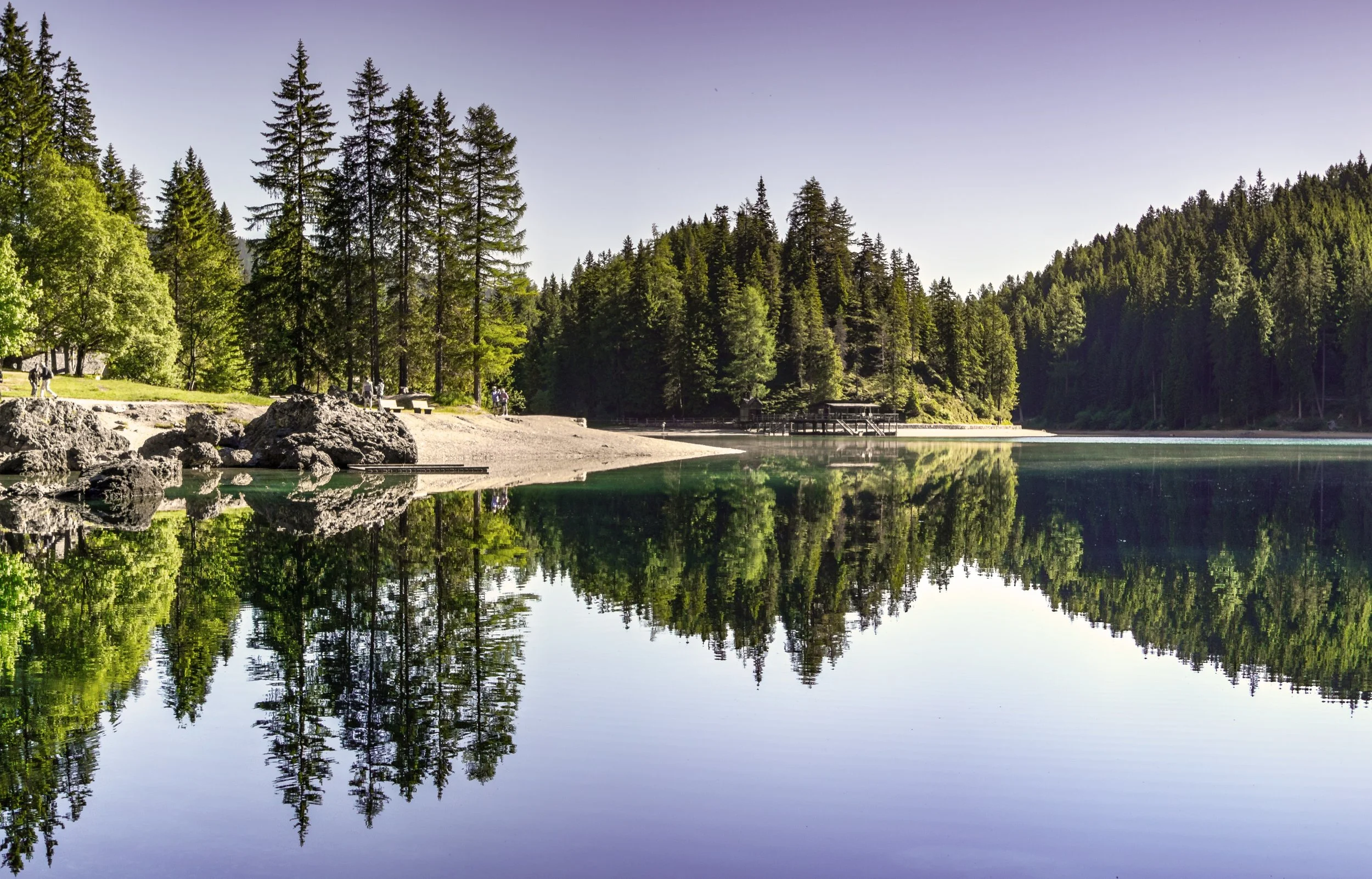 conifer-daylight-environment-454880.jpg