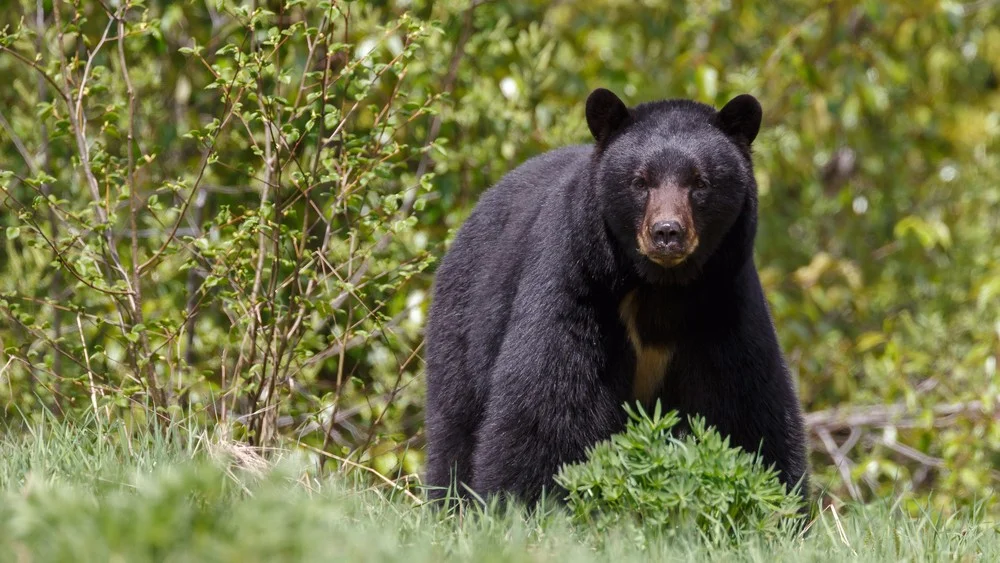 bear.jpg