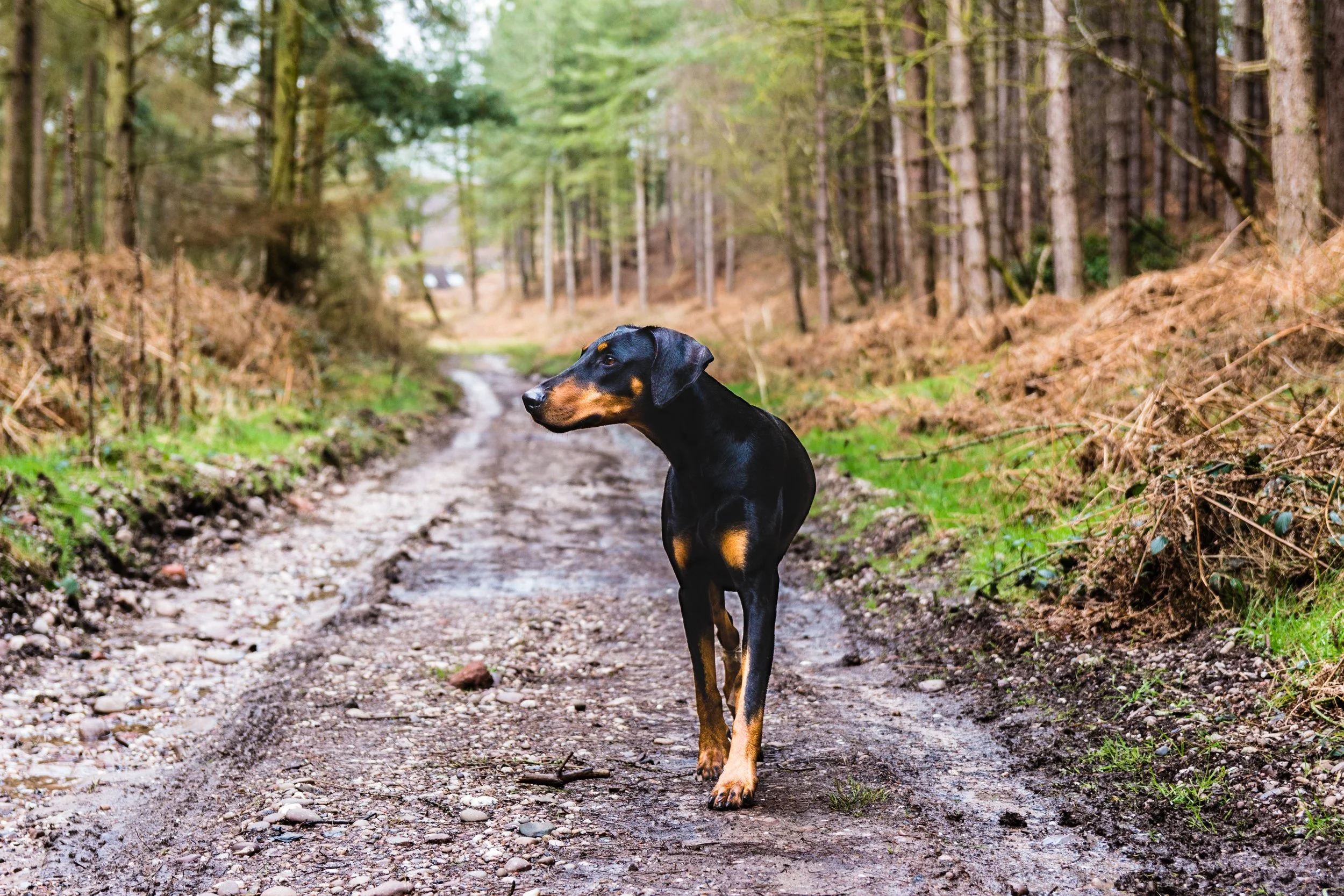 canine-daylight-dog-975420.jpg
