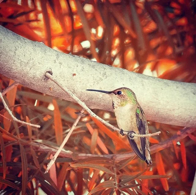 #eldoradopark