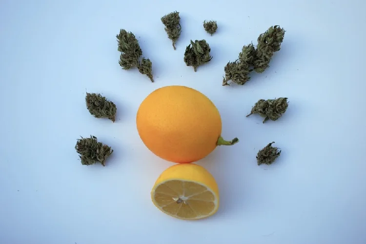 Lemon surrounded by cannabis buds with terpenes