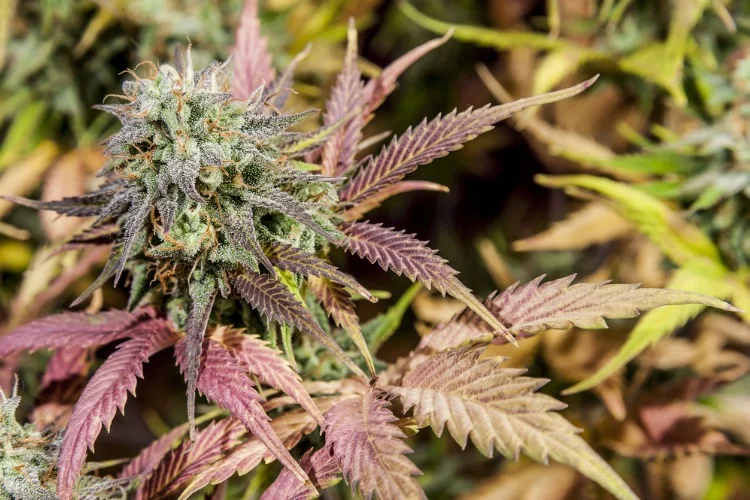 Camphene Mendocino Purps