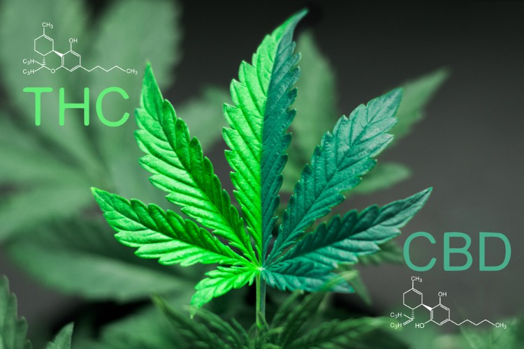 Is CBD Better with THC molecules