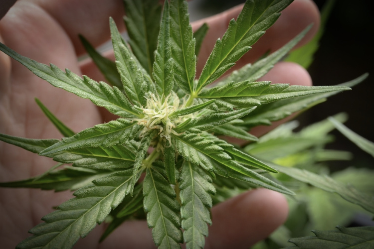 Terpineol strains