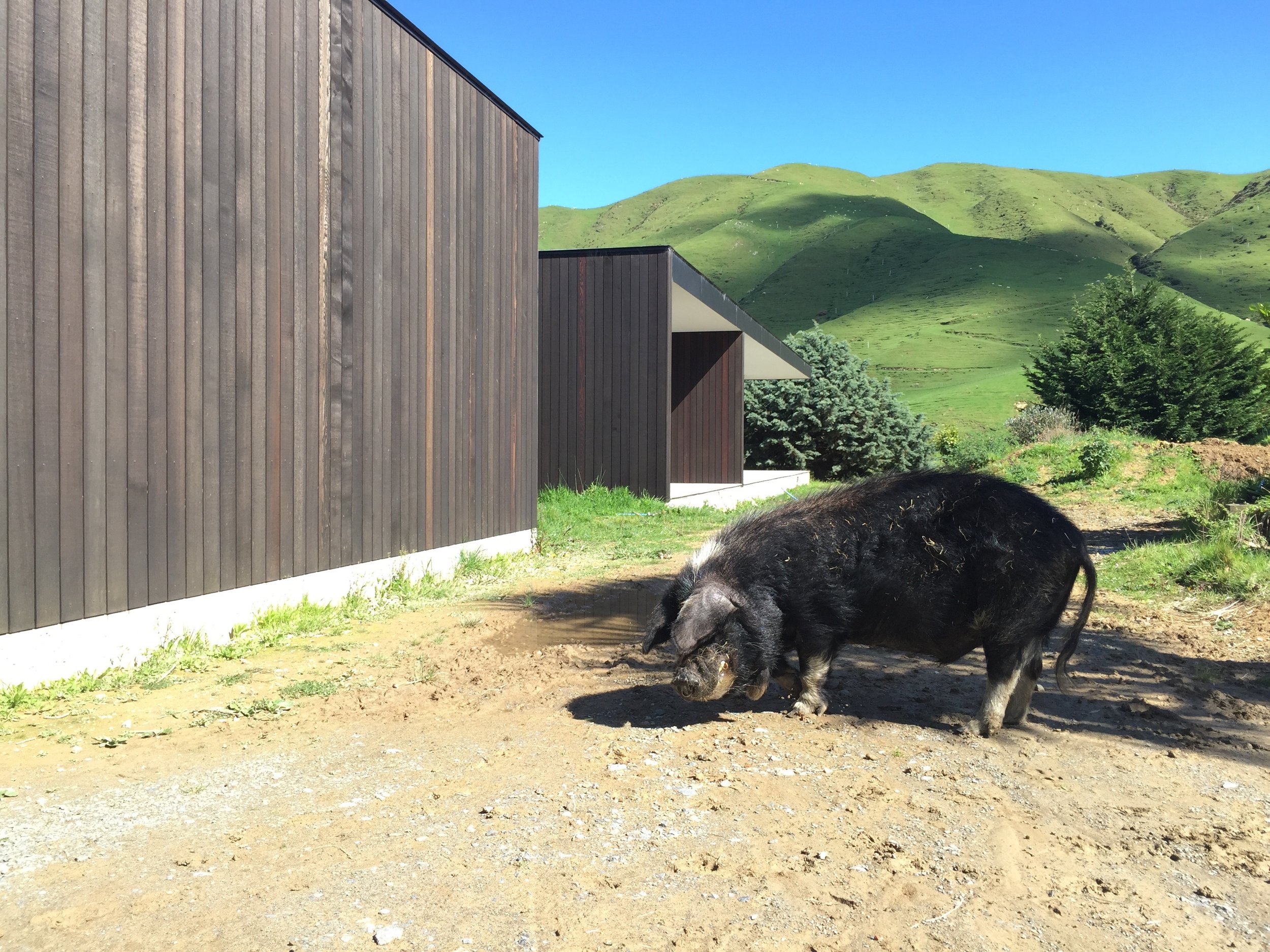 Paekakariki Hill House