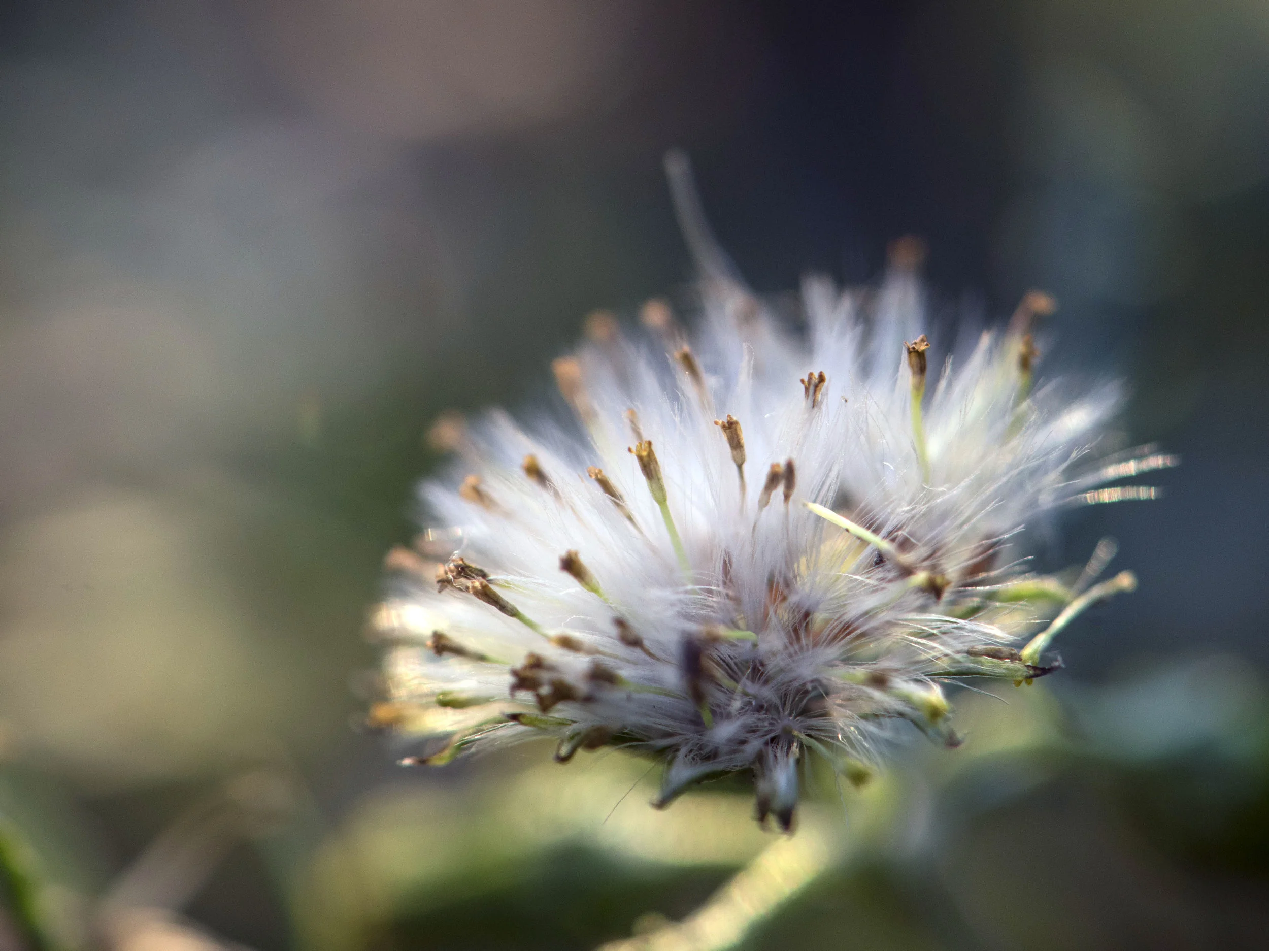 Dandelion in the Convent Field for web.jpg