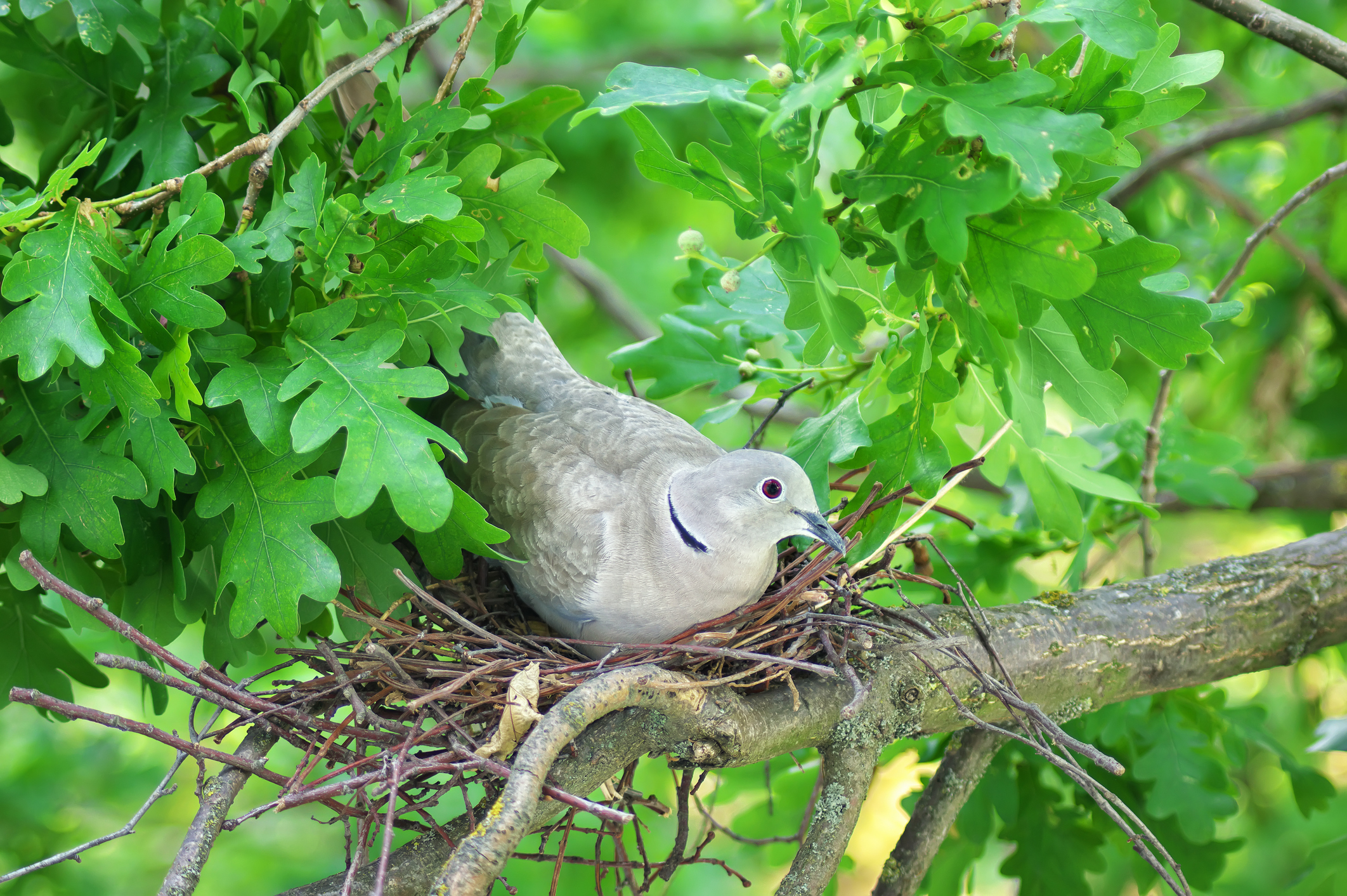 Building Our Own Nests