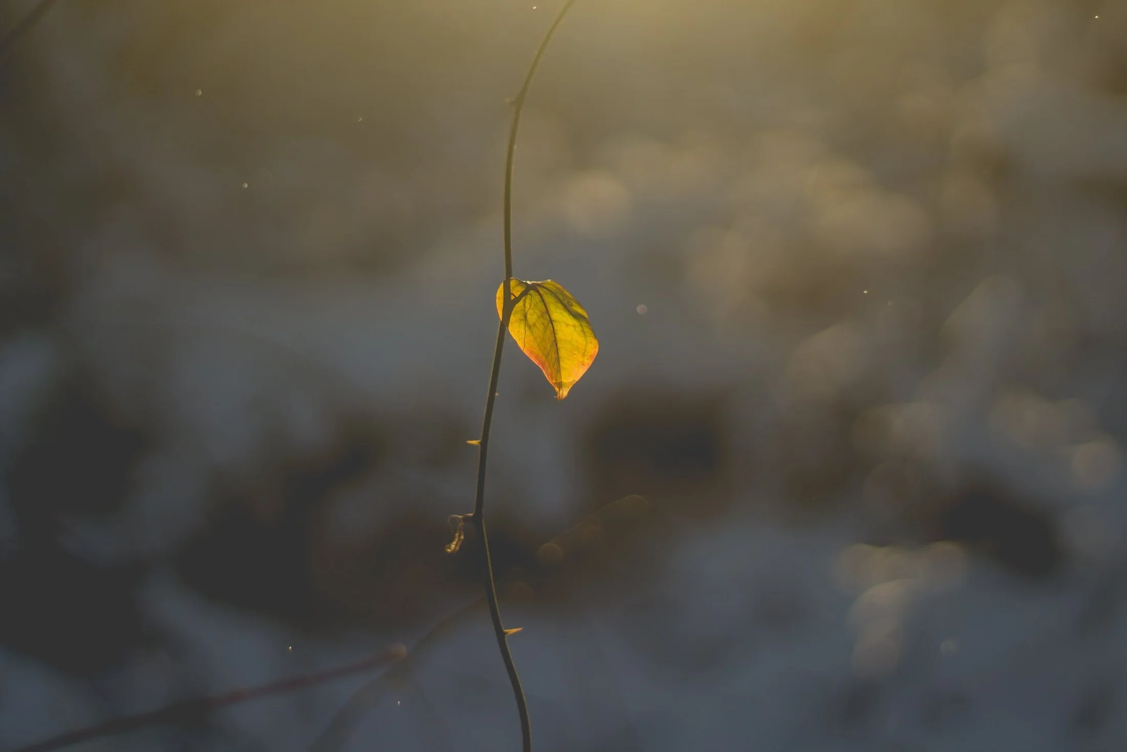 Photo by Bonnie Kittle on Unsplash