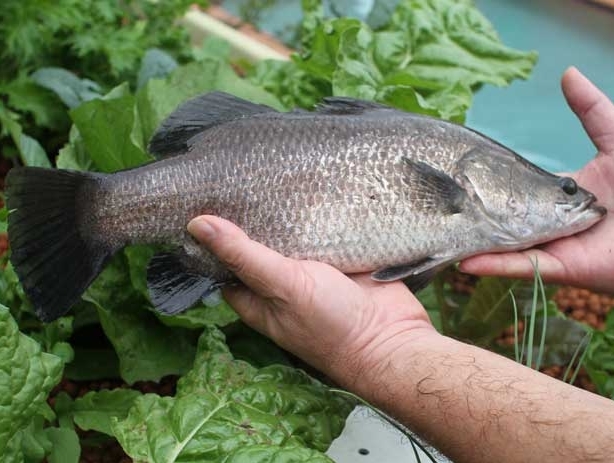 Aquaponics_Fish.jpg