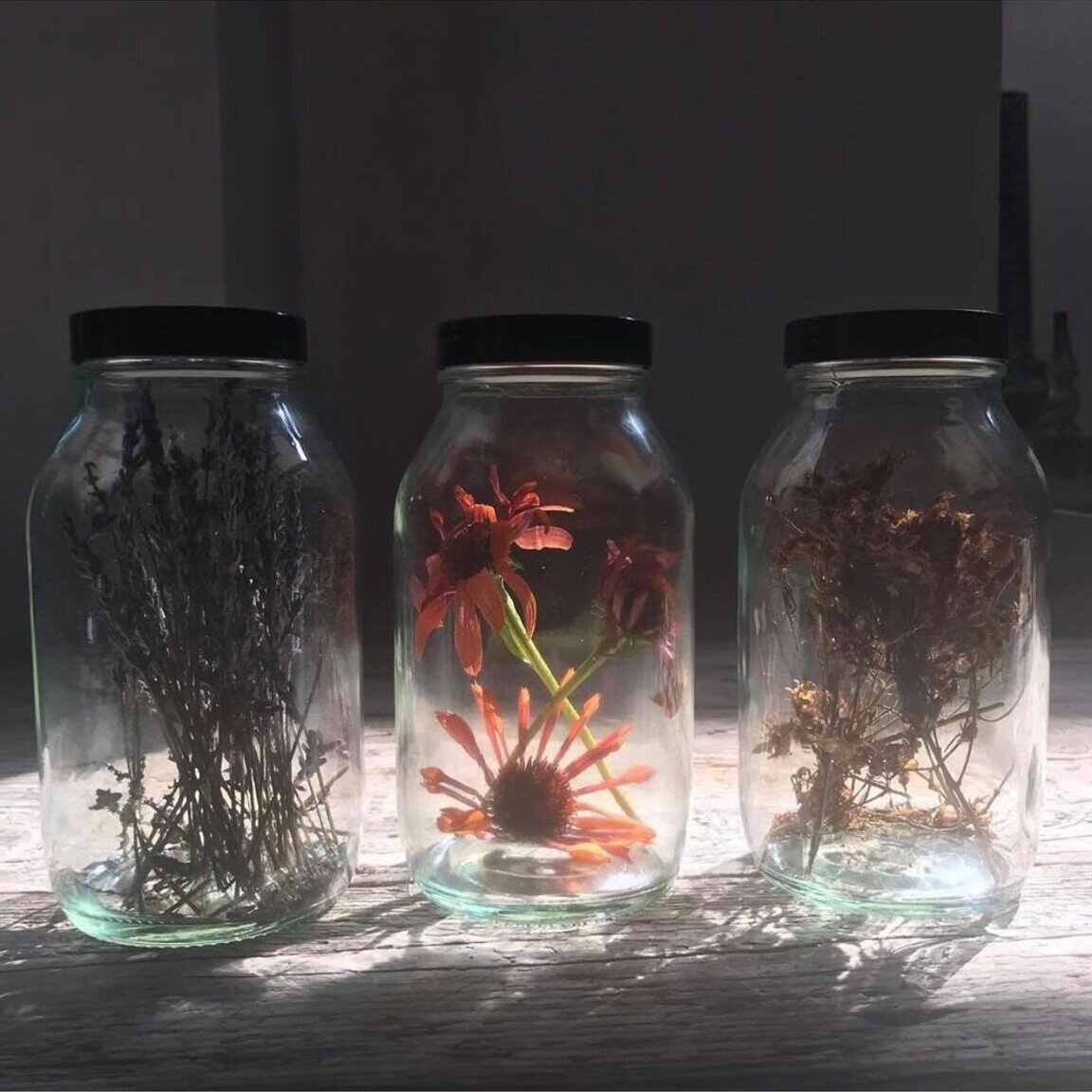 Echinacea, St John’s Wort, Lavender