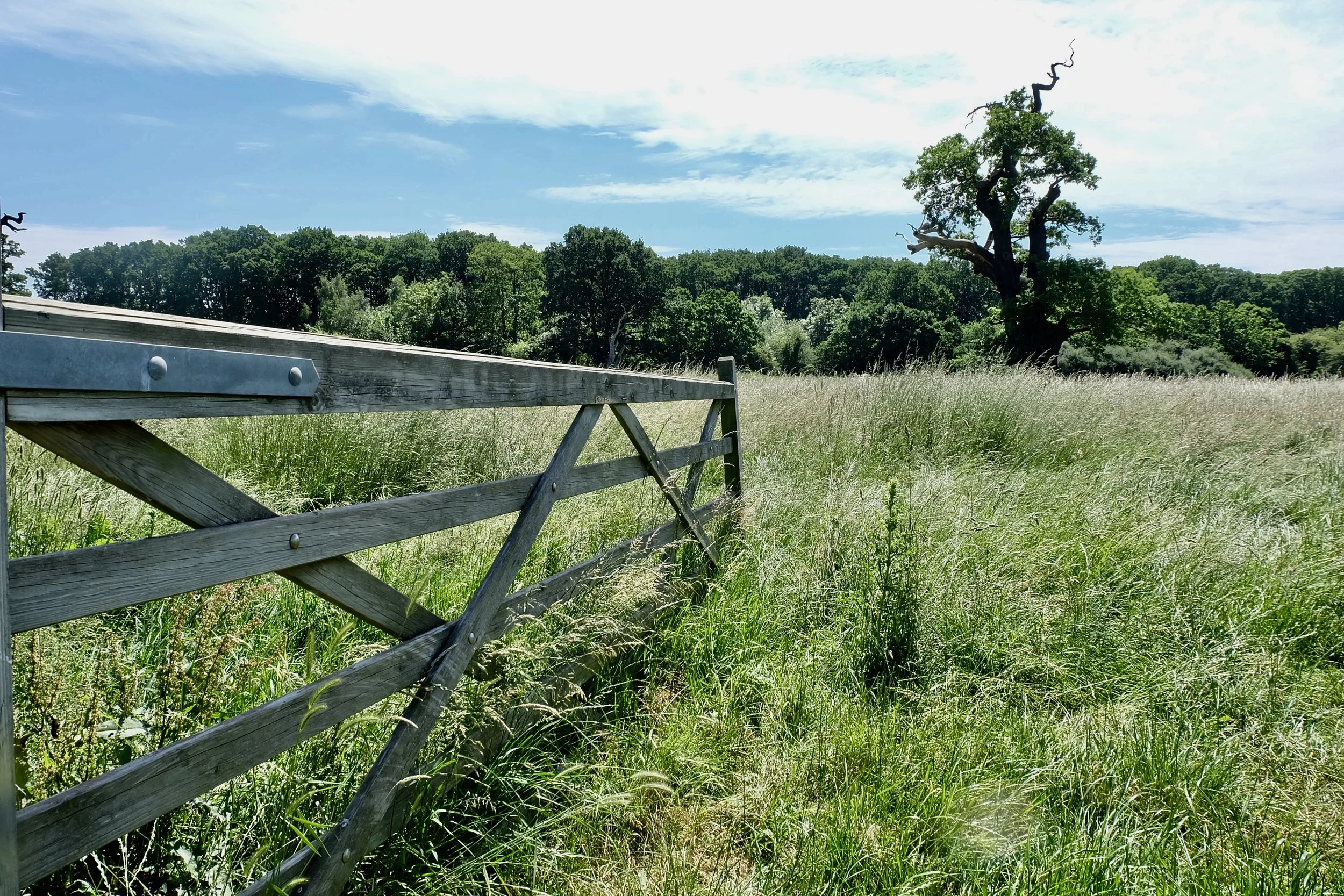 Blazing June, Windsor Great Park