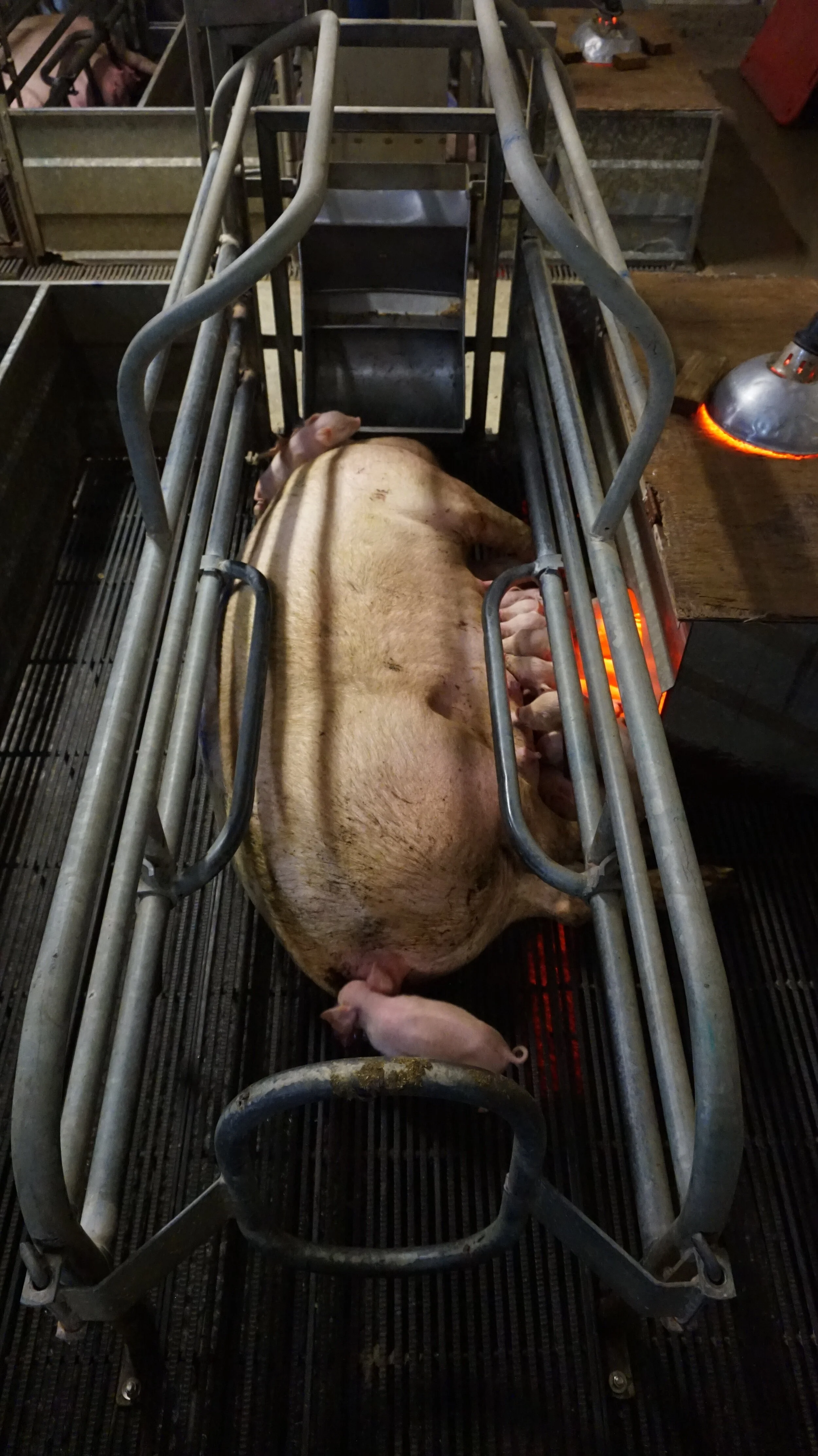 Sow stalls and farrowing crates