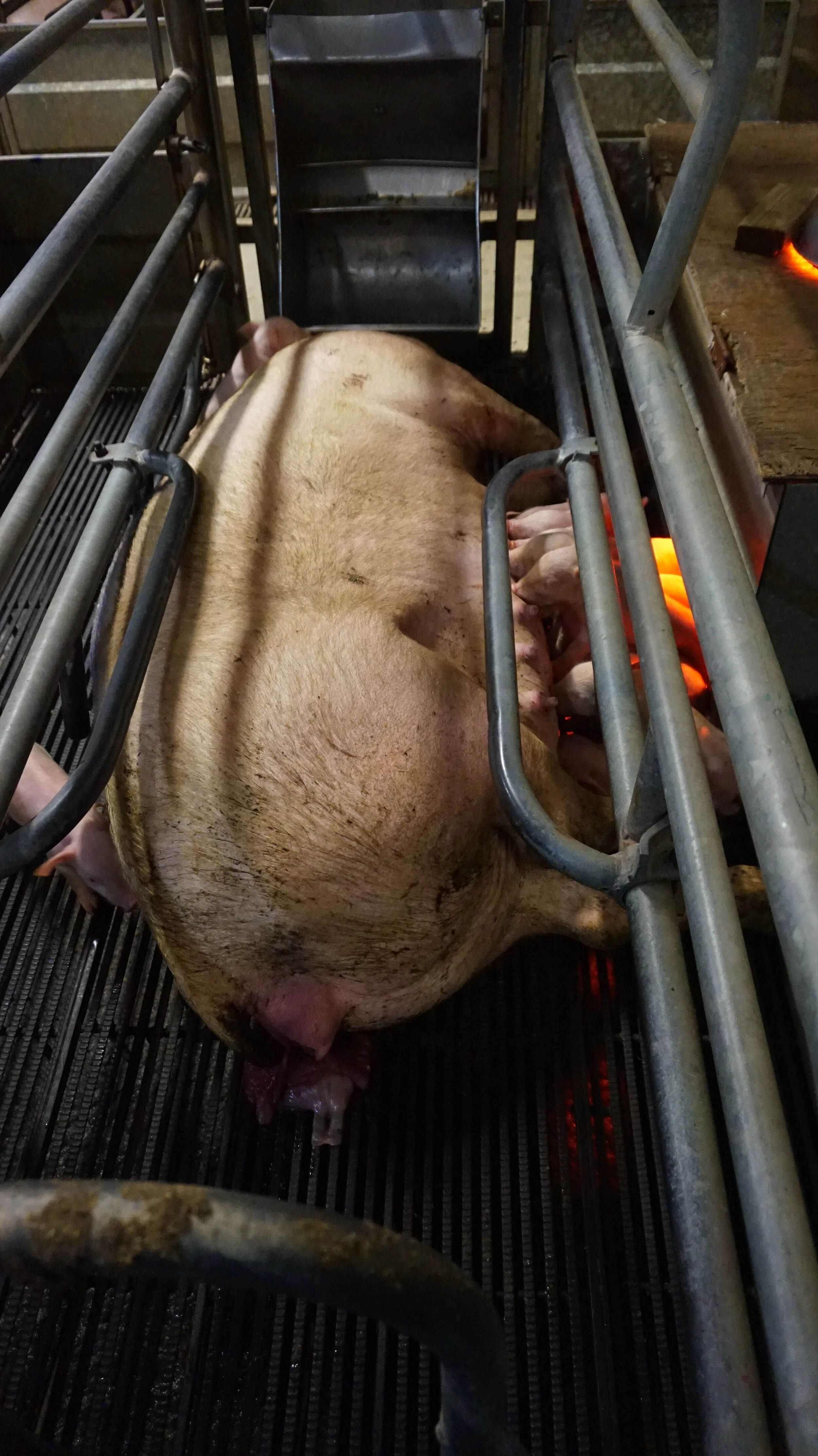 Sow stalls and farrowing crates