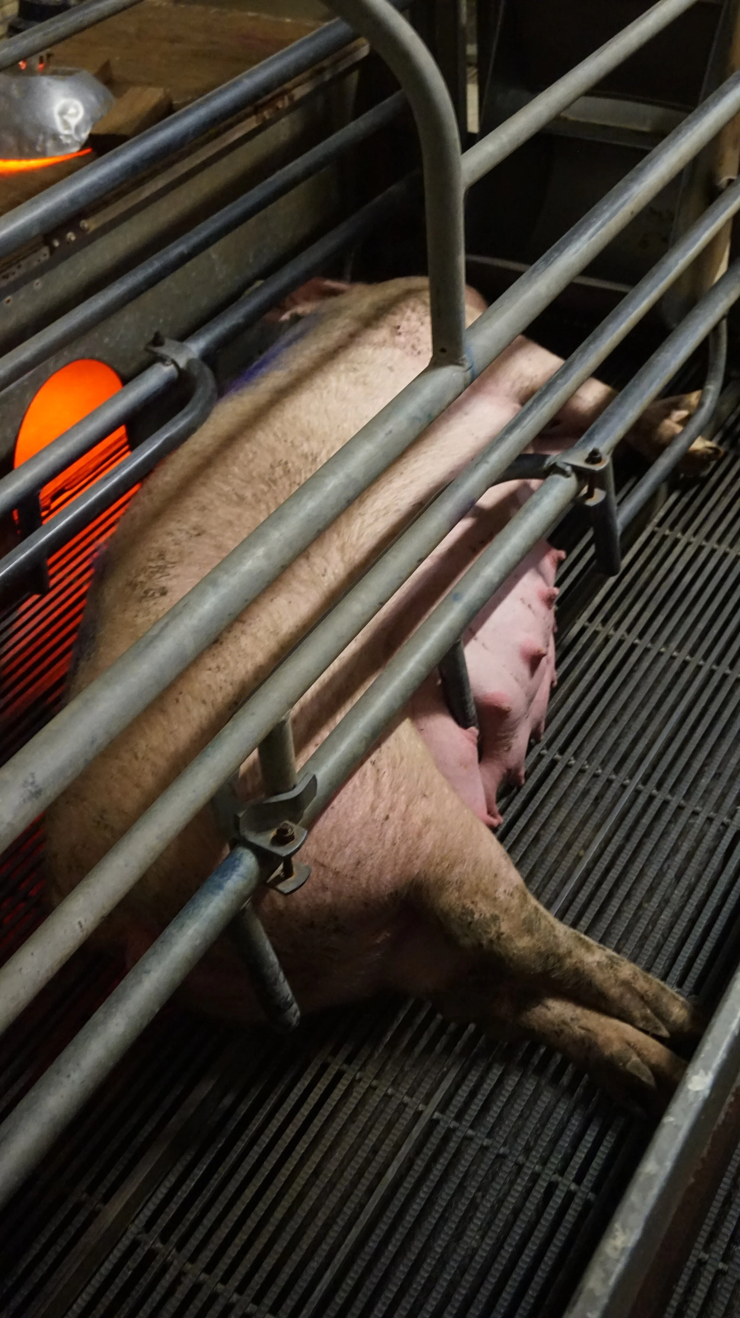 Sow stalls and farrowing crates