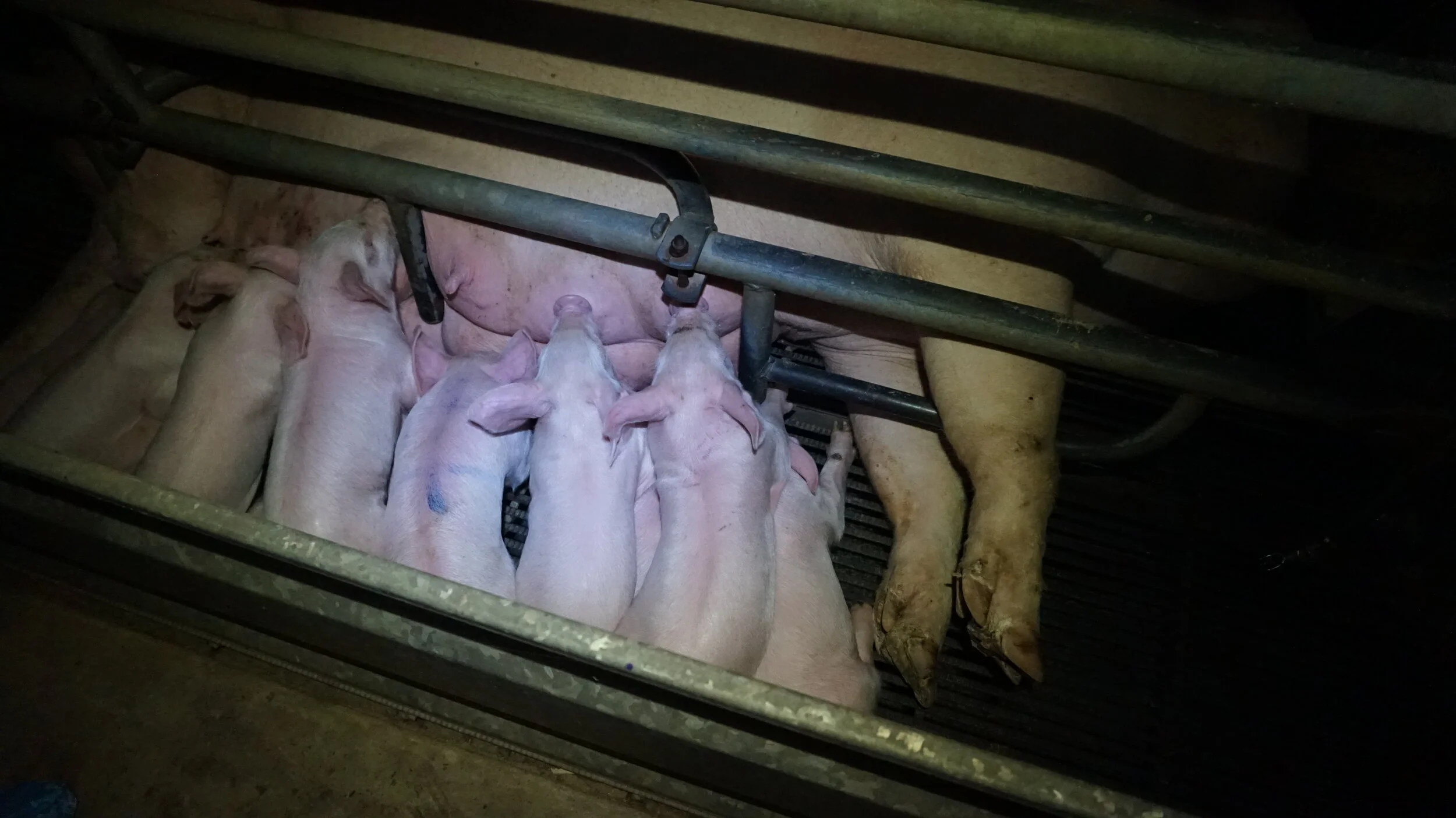 Sow stalls and farrowing crates