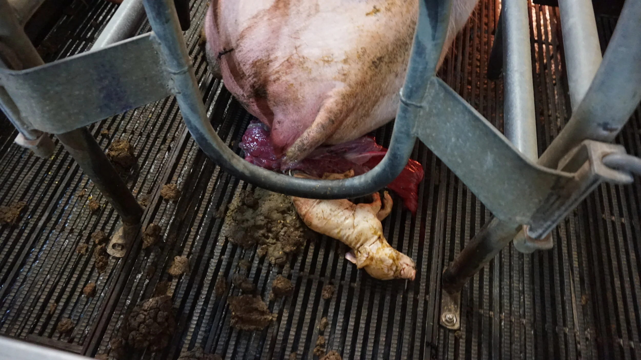 Sow stalls and farrowing crates