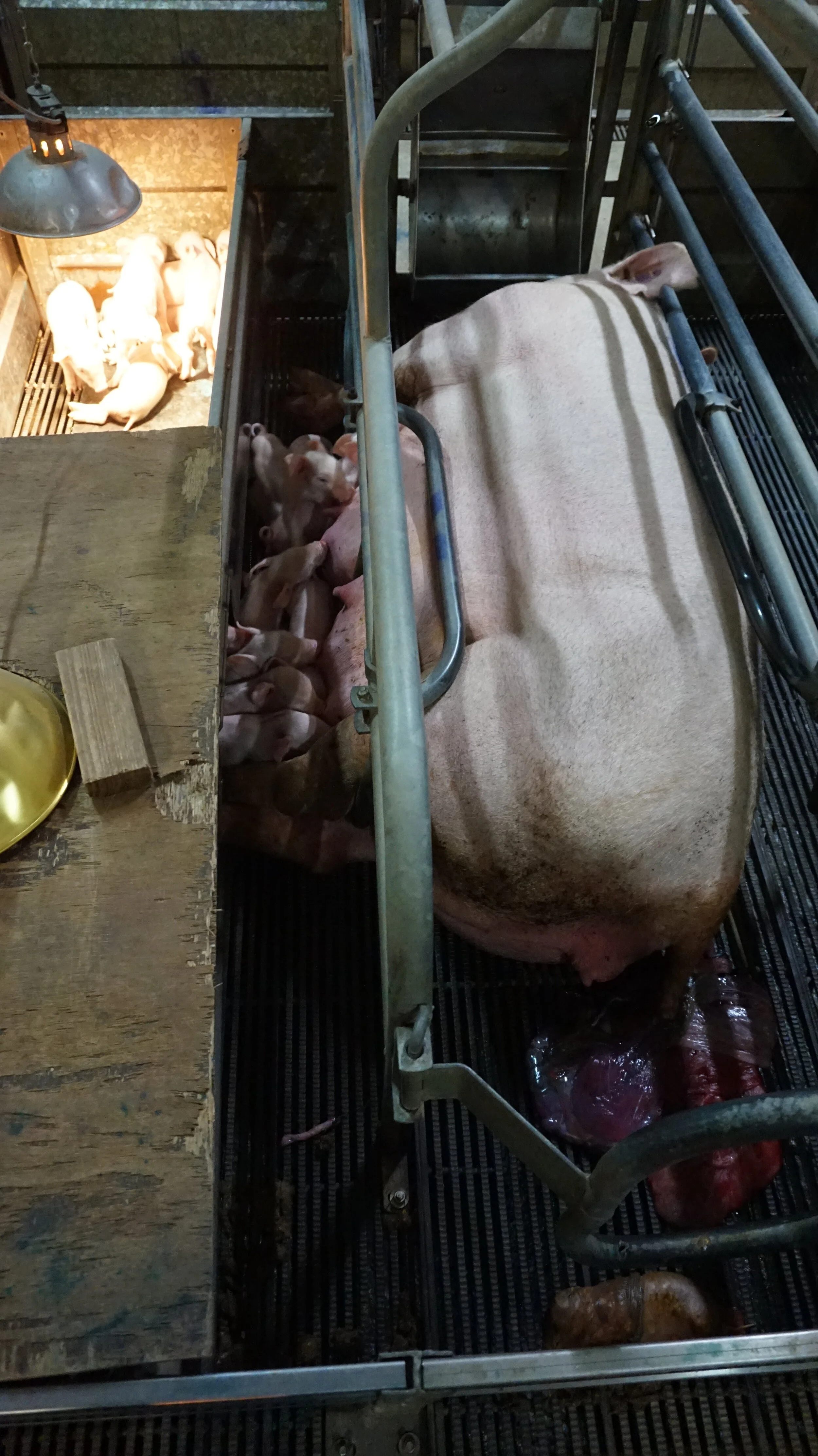 Sow stalls and farrowing crates