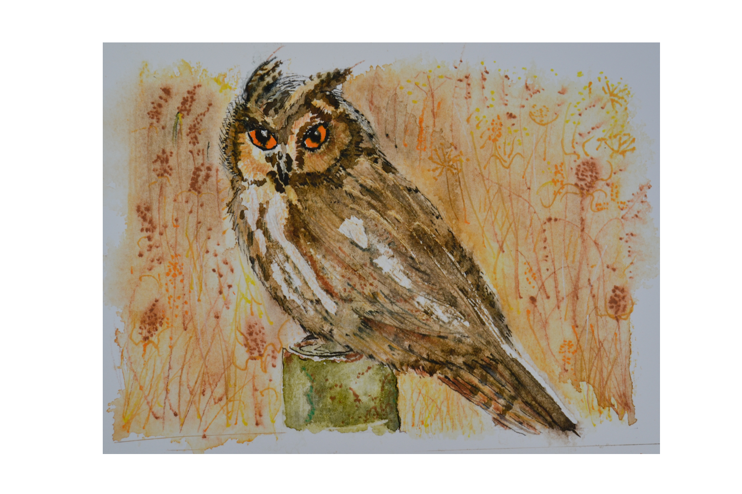 Long Eared Owl, close up