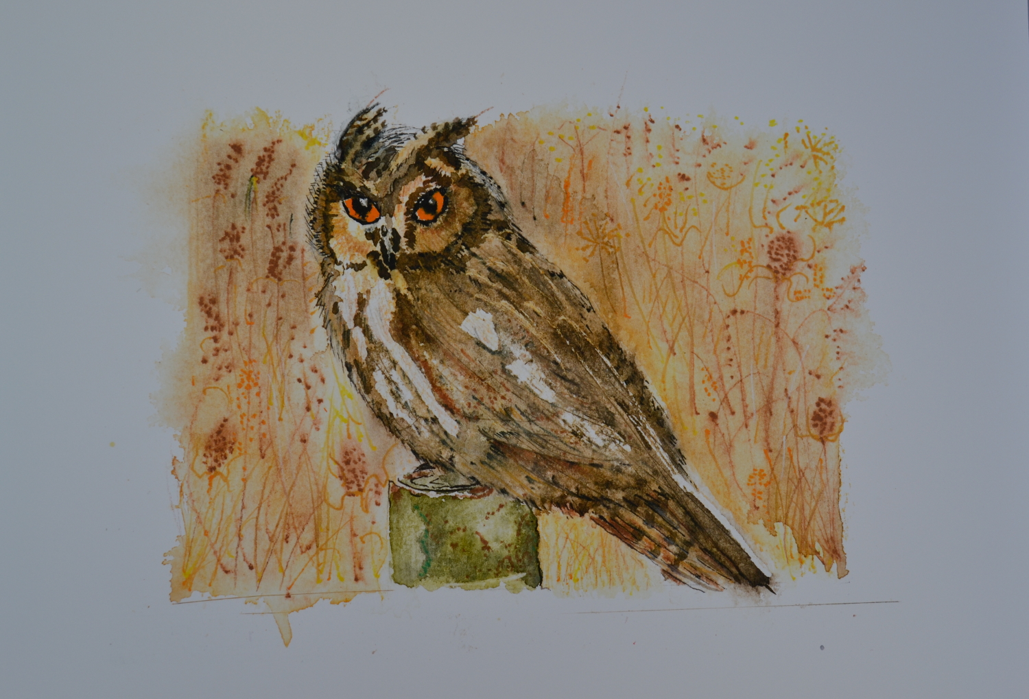 Long Eared Owl, showing border