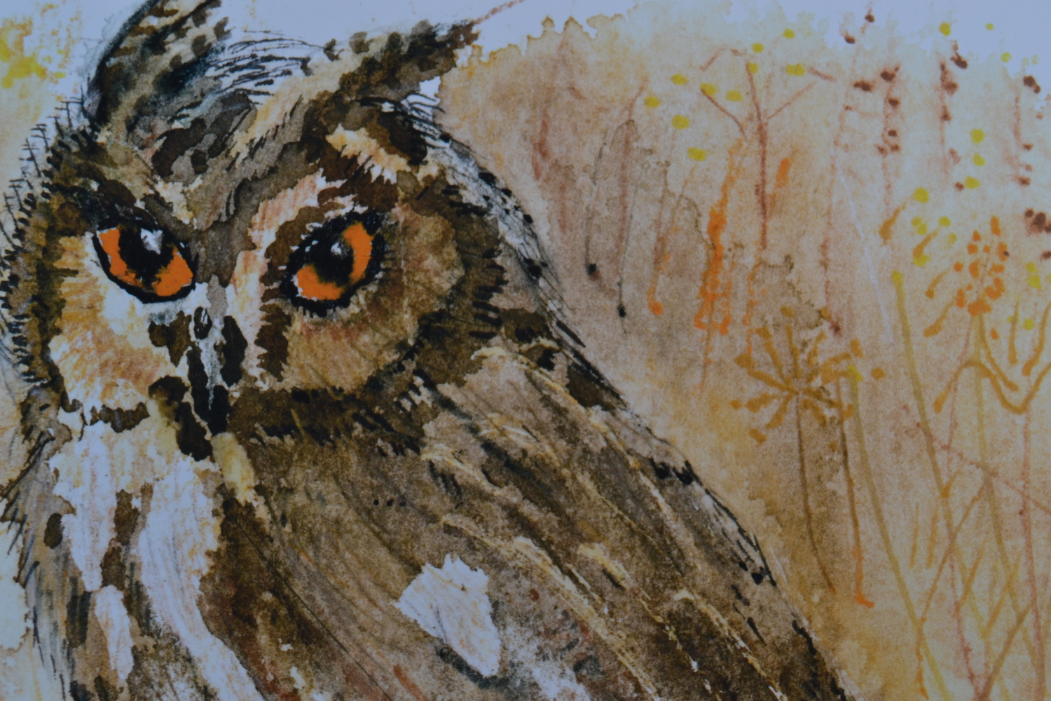 Long eared owl - detail