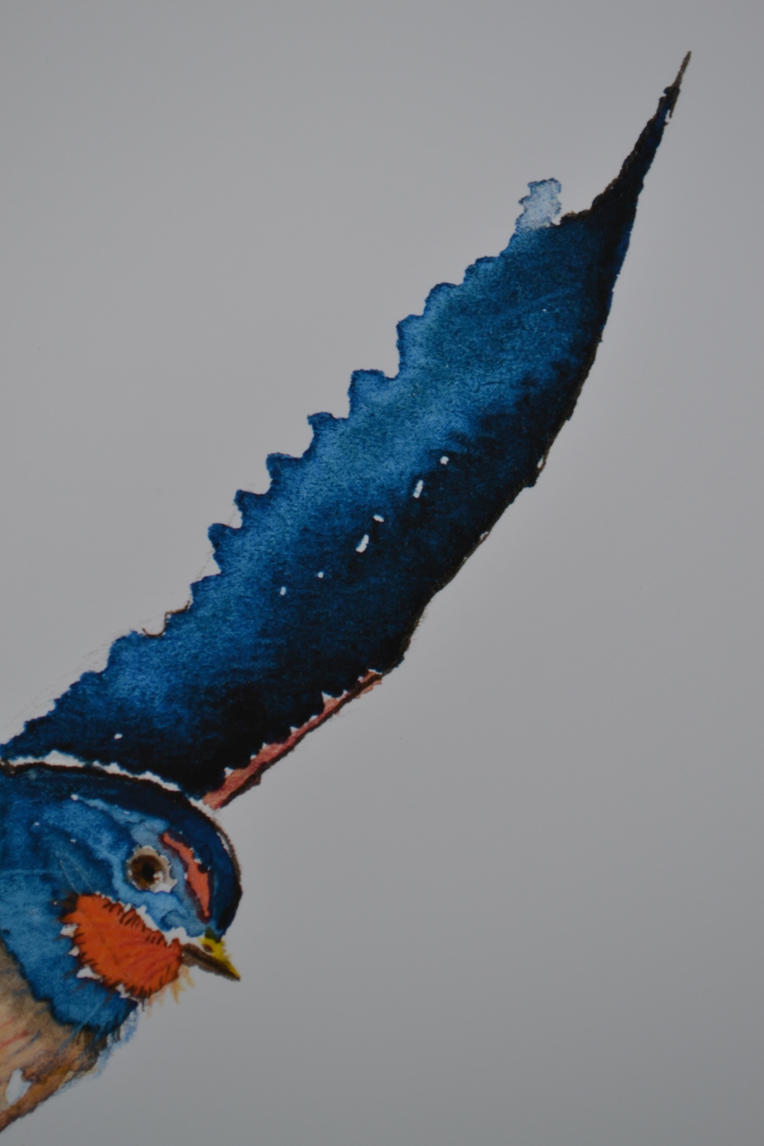 Swallow, detail